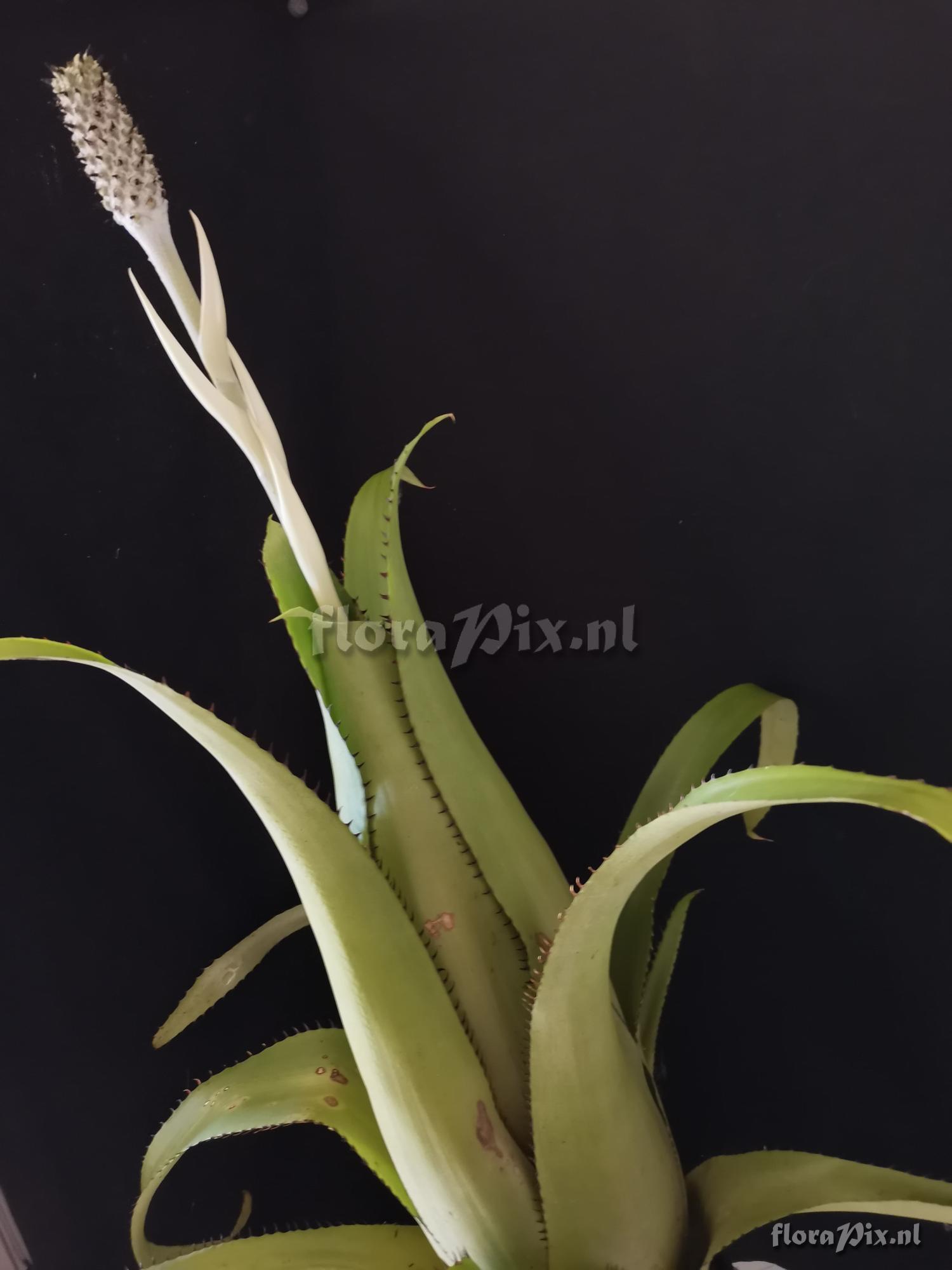 Aechmea bromeliifolia var. albobracteata