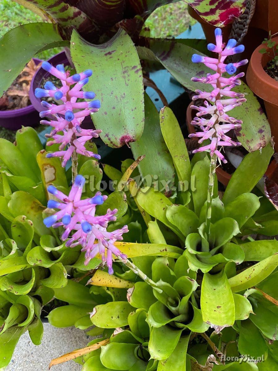 Aechmea gamosepala