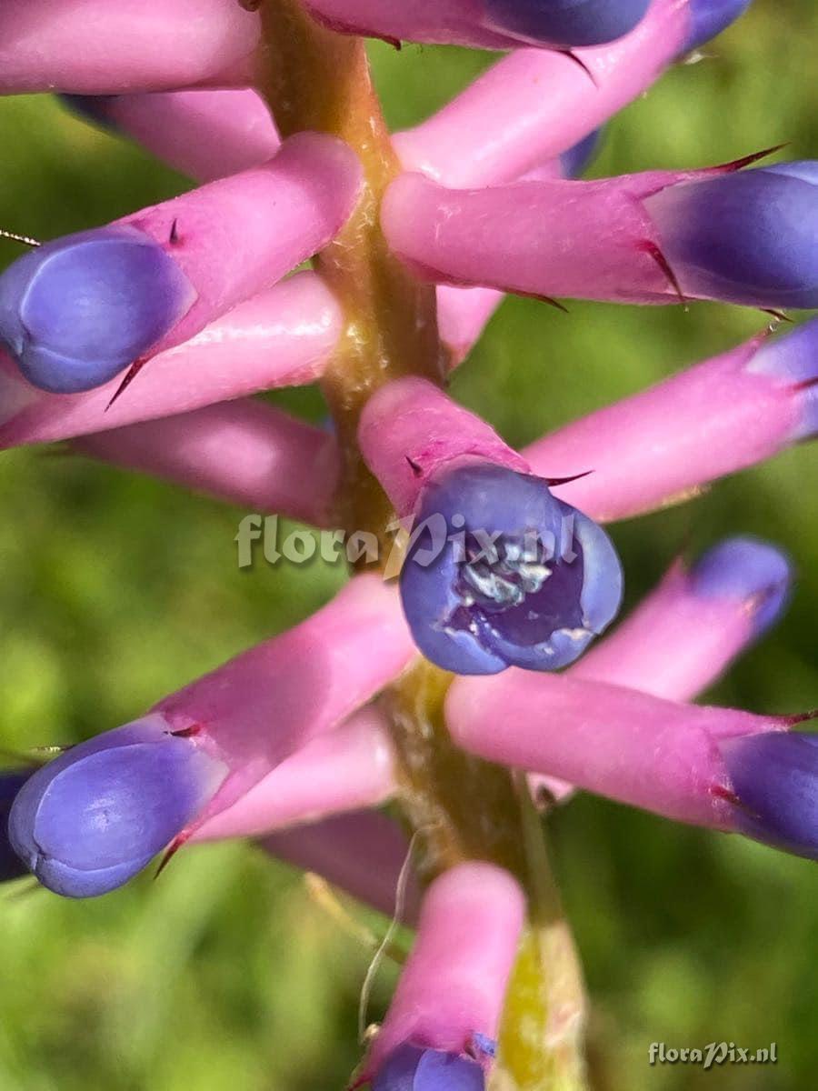 Aechmea gamosepala