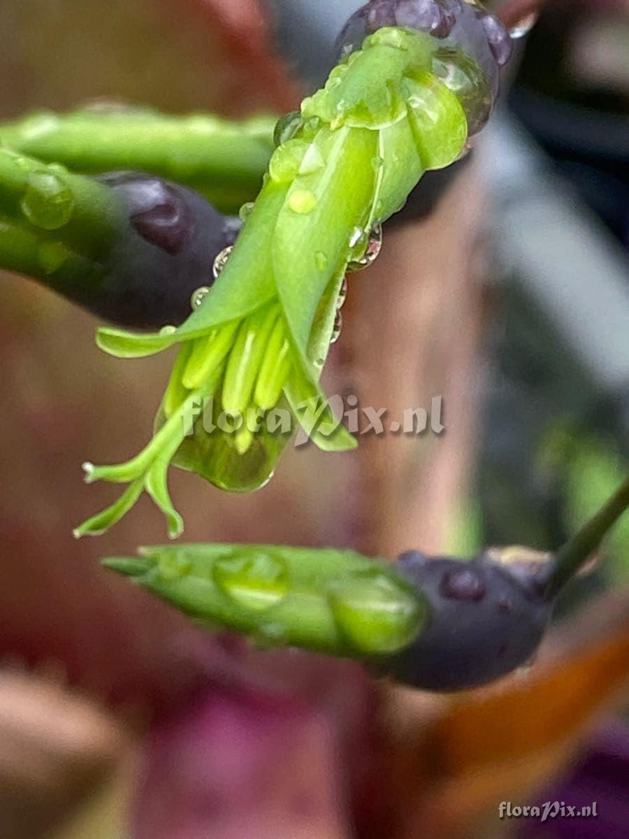 Billbergia viridiflora