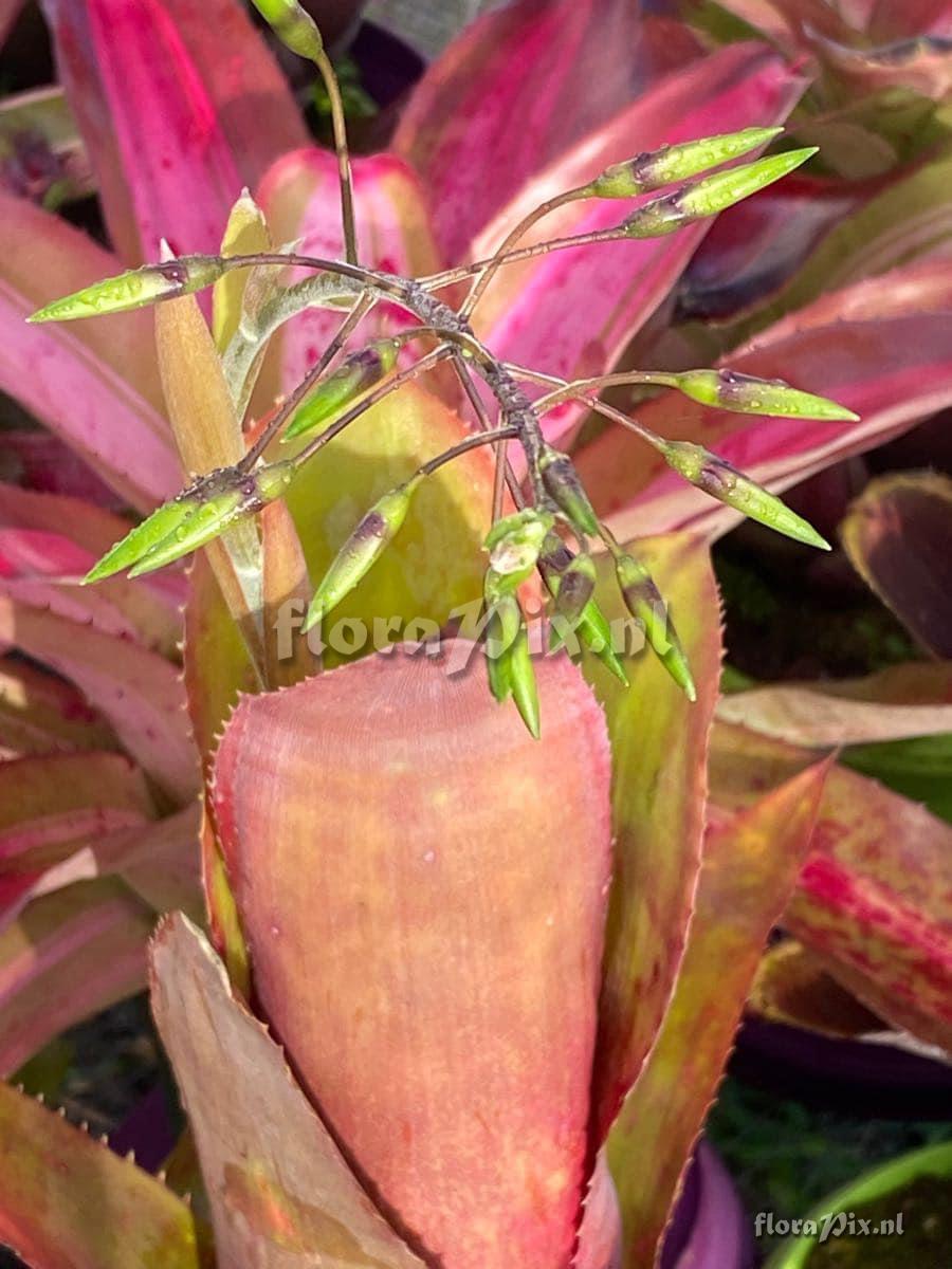 Billbergia viridiflora