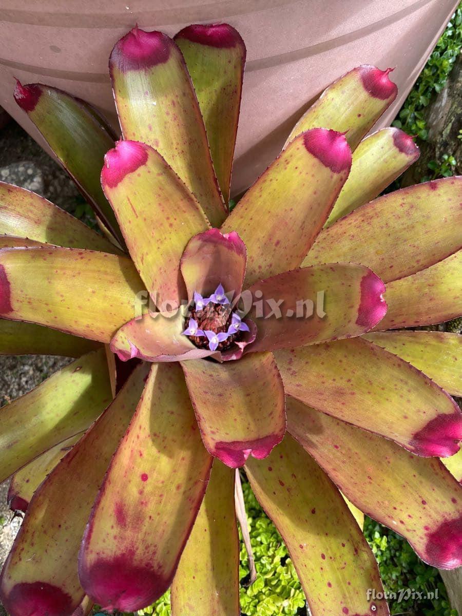 Neoregelia spectabilis