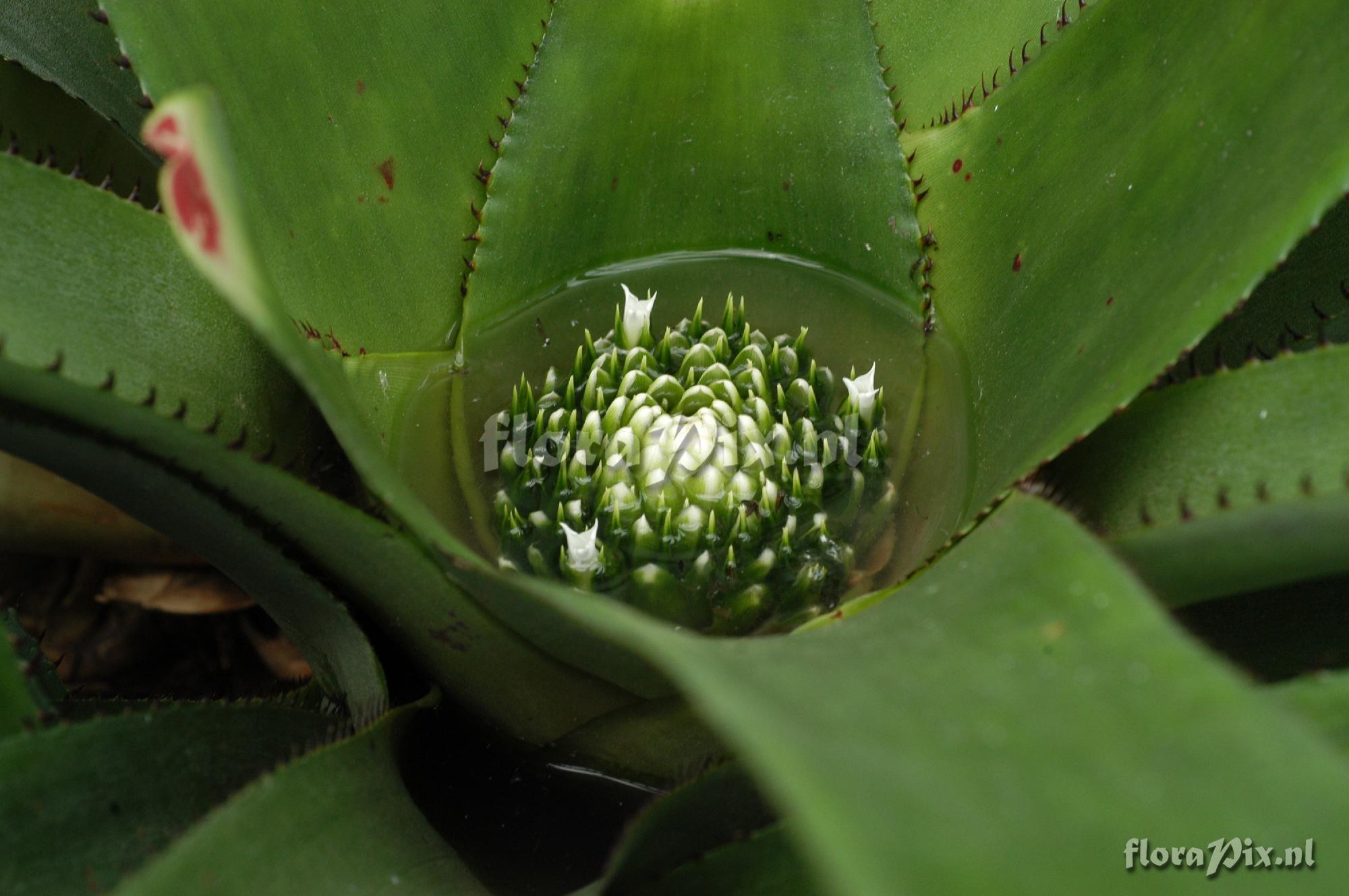 Neoregelia johannis