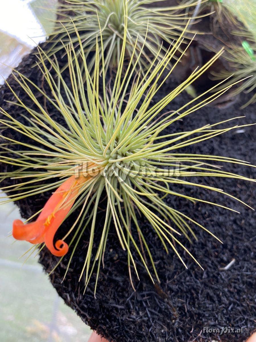 Tillandsia andreana