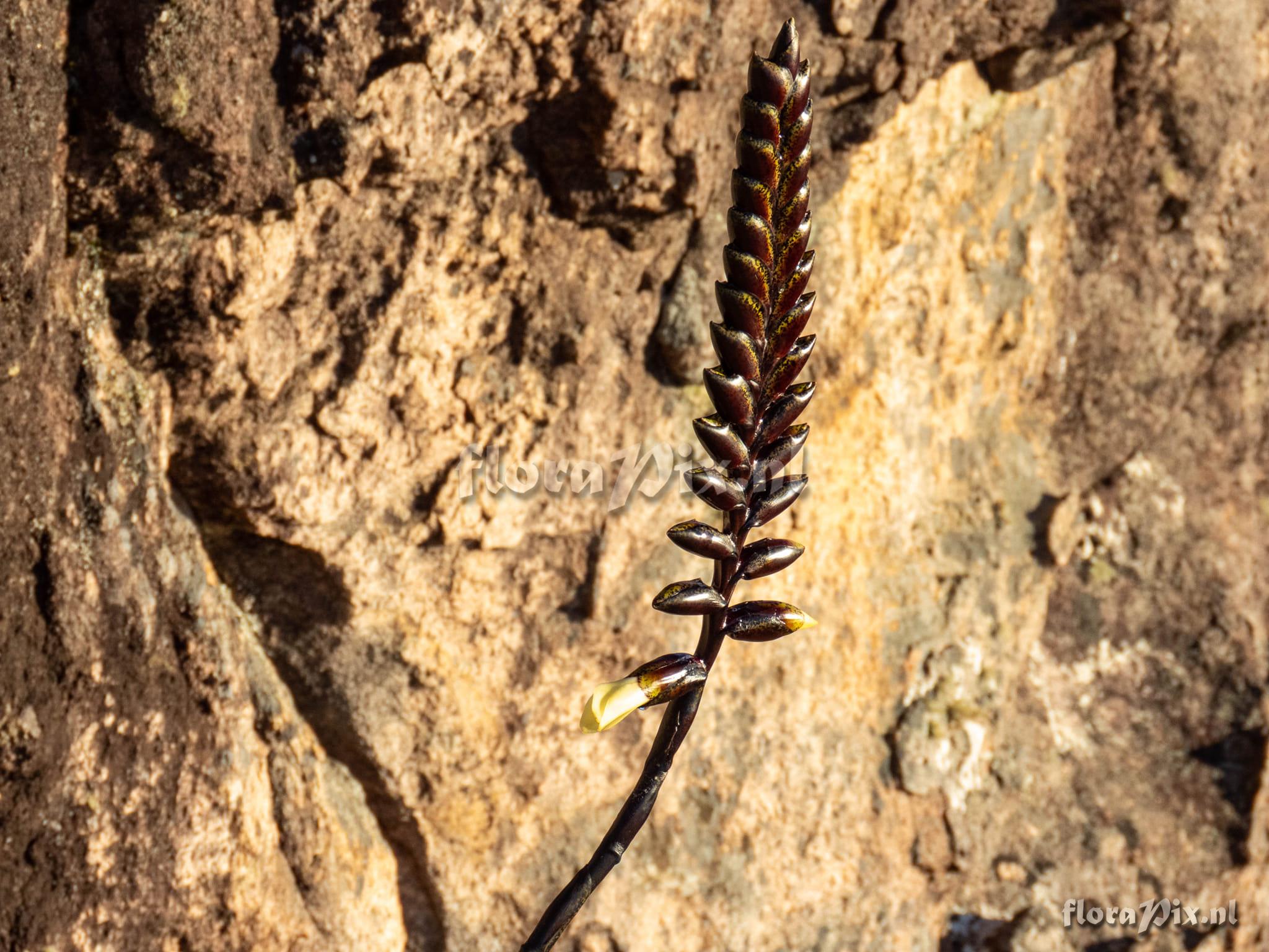 Vriesea pseudoatra