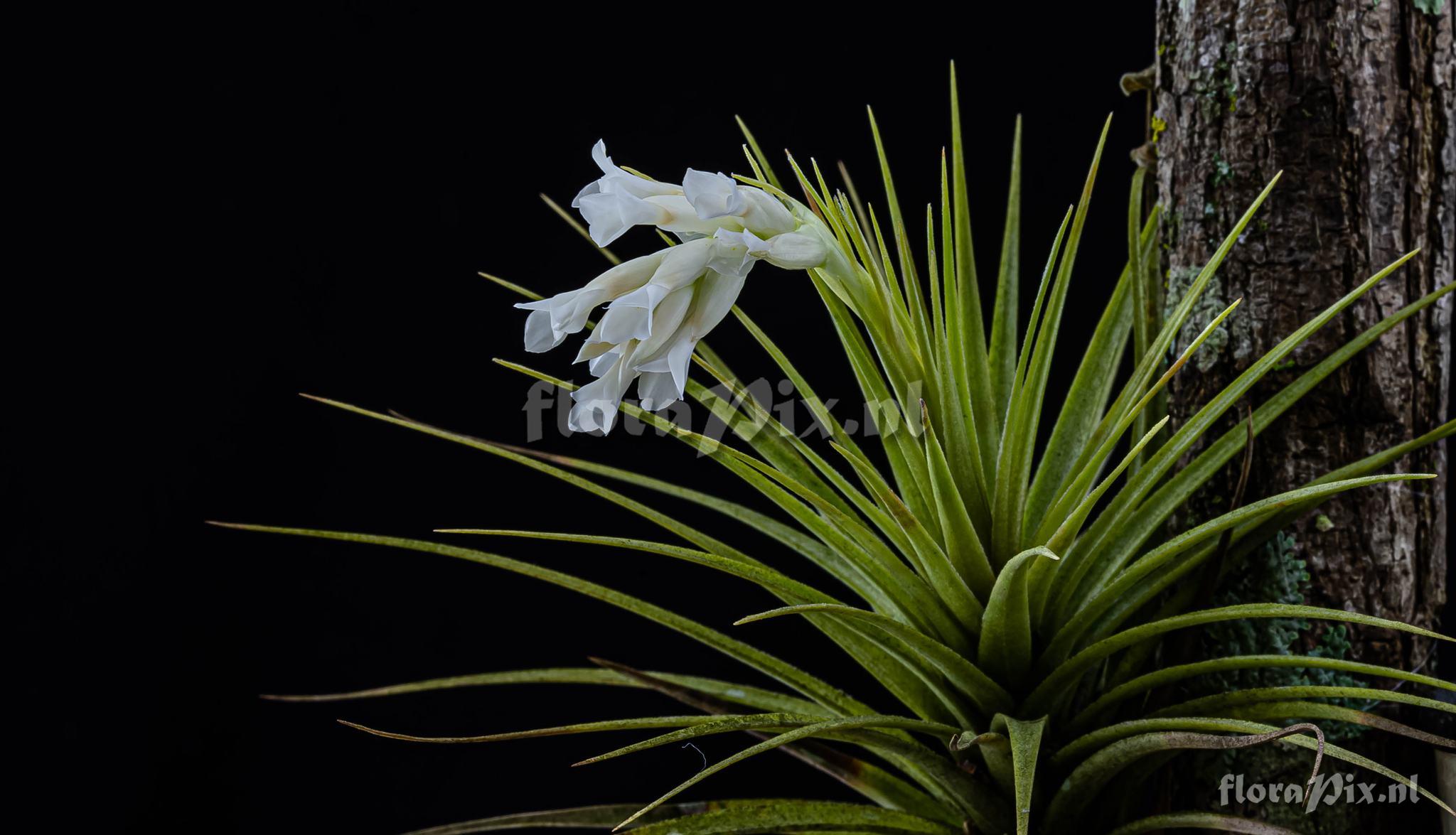 Tillandsia aeranthos var. alba