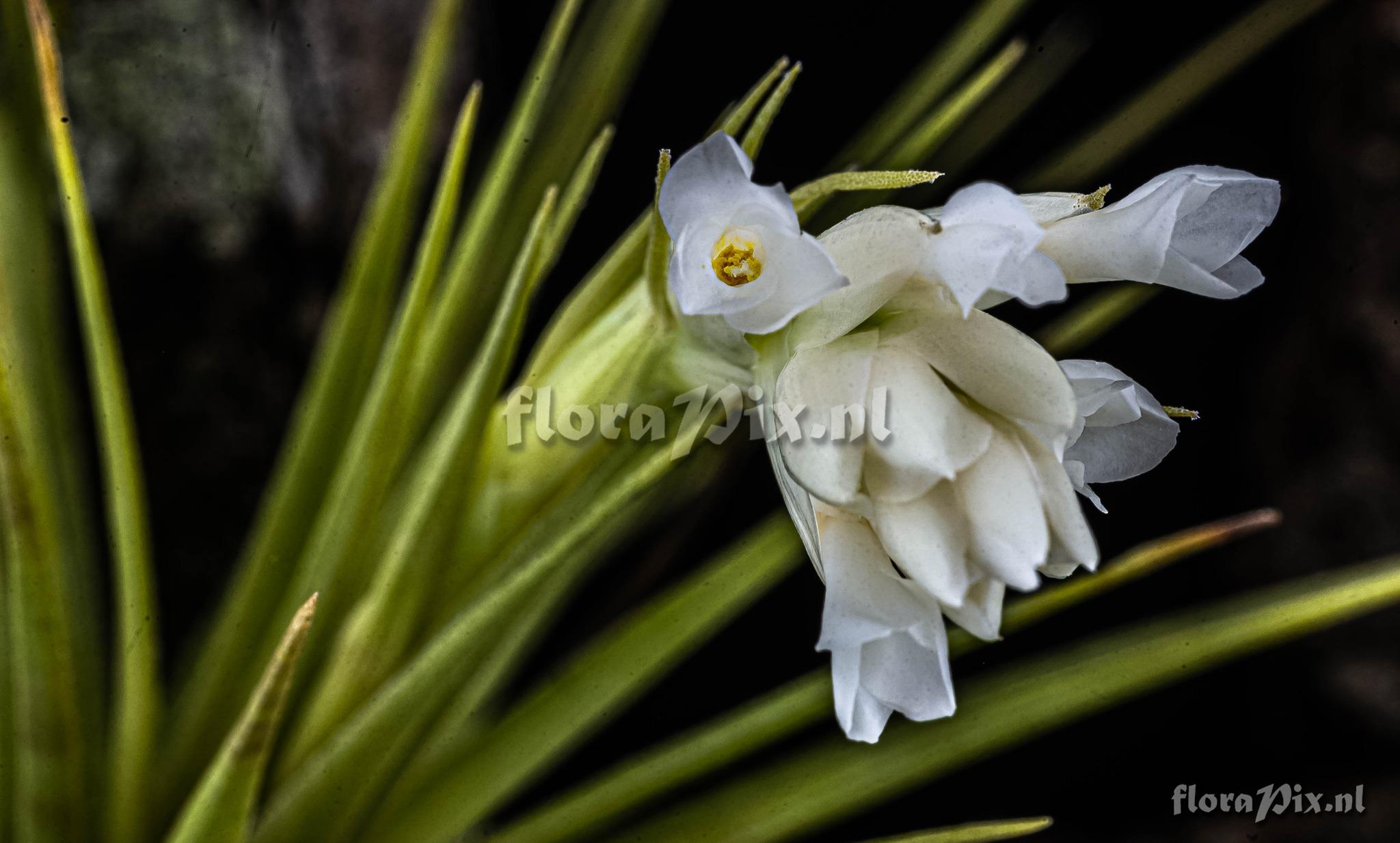 Tillandsia aeranthos var. alba