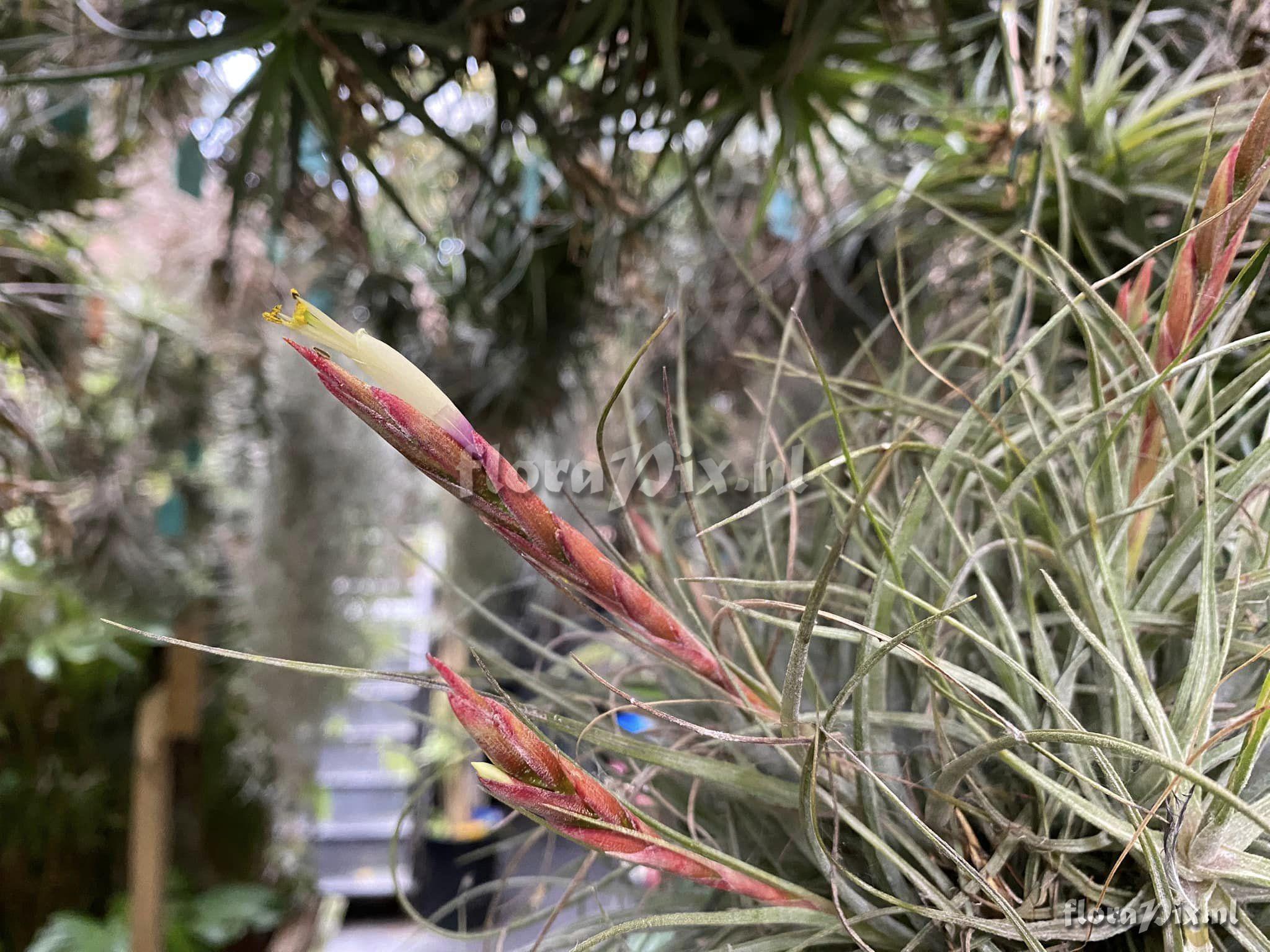 Tillandsia flavoviolacea