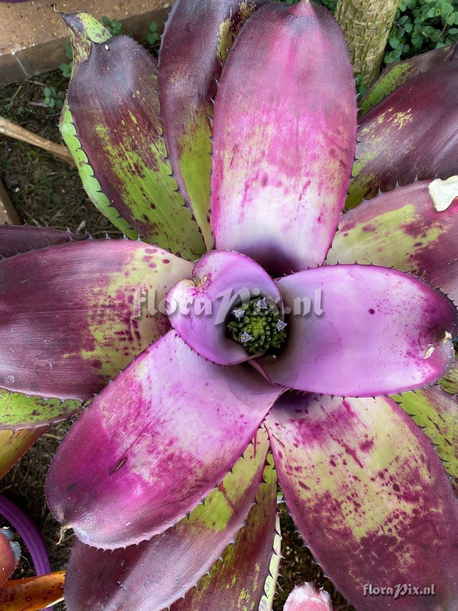 Neoregelia concentrica