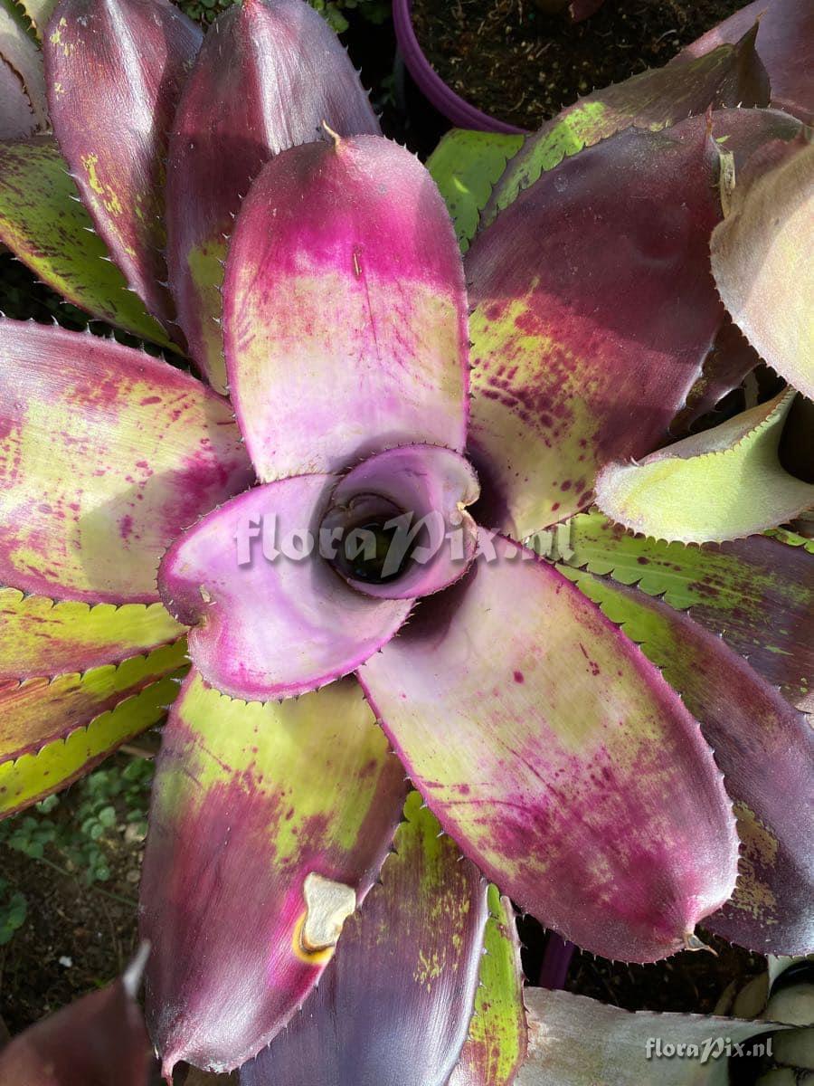 Neoregelia concentrica