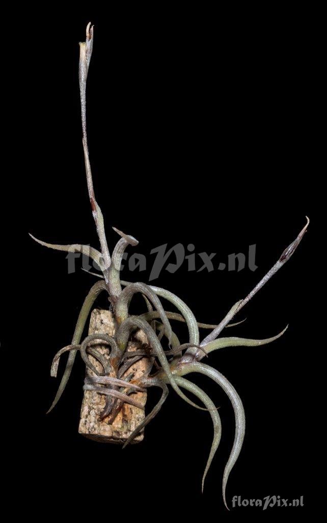 Tillandsia myosura