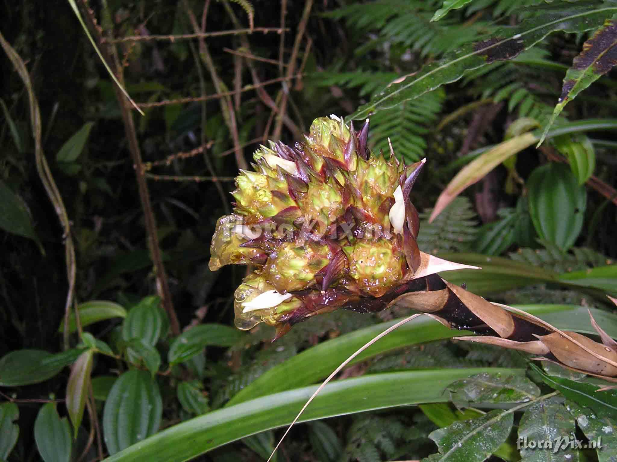 Guzmania glomerata