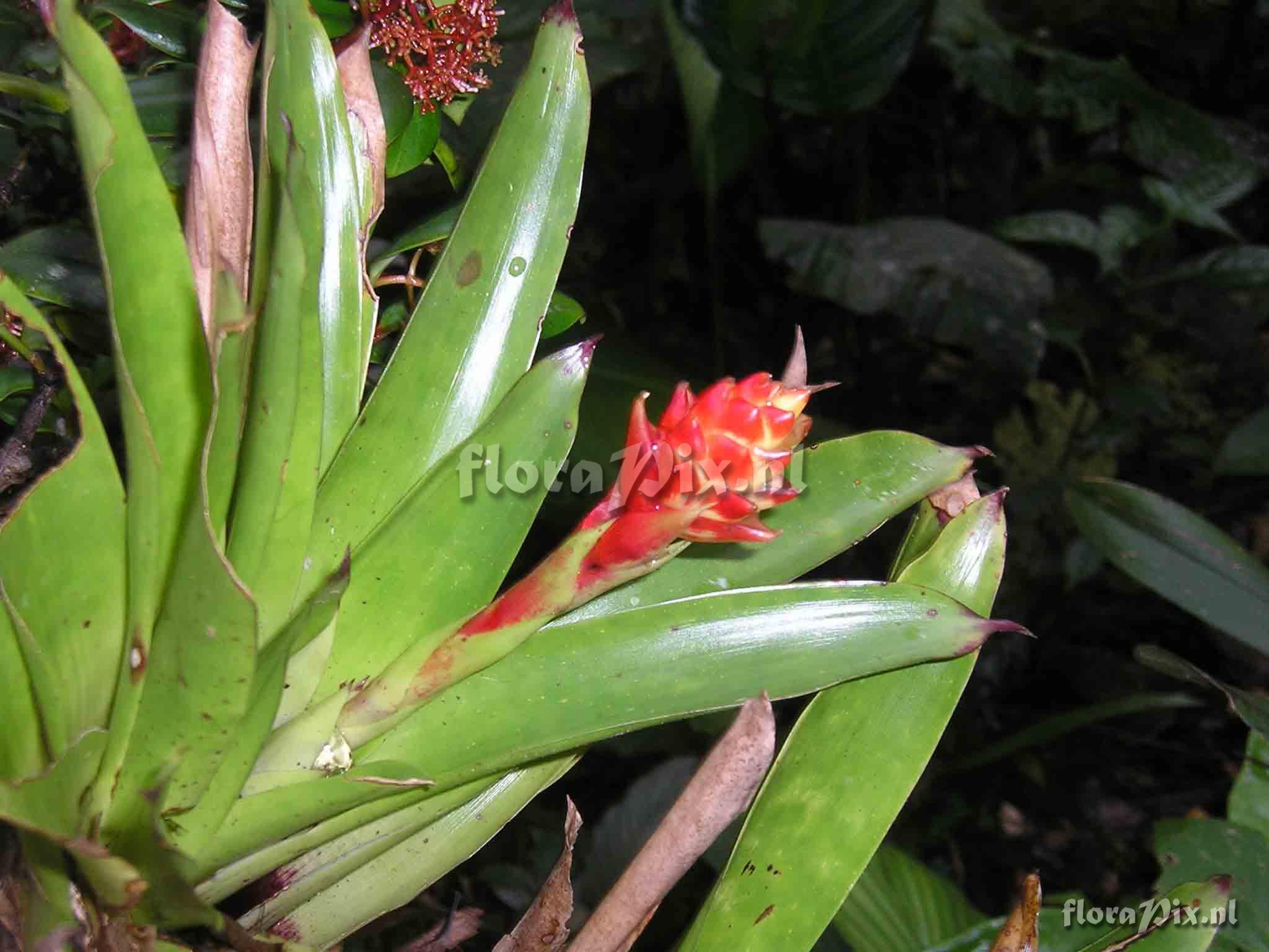 Guzmania elvallensis