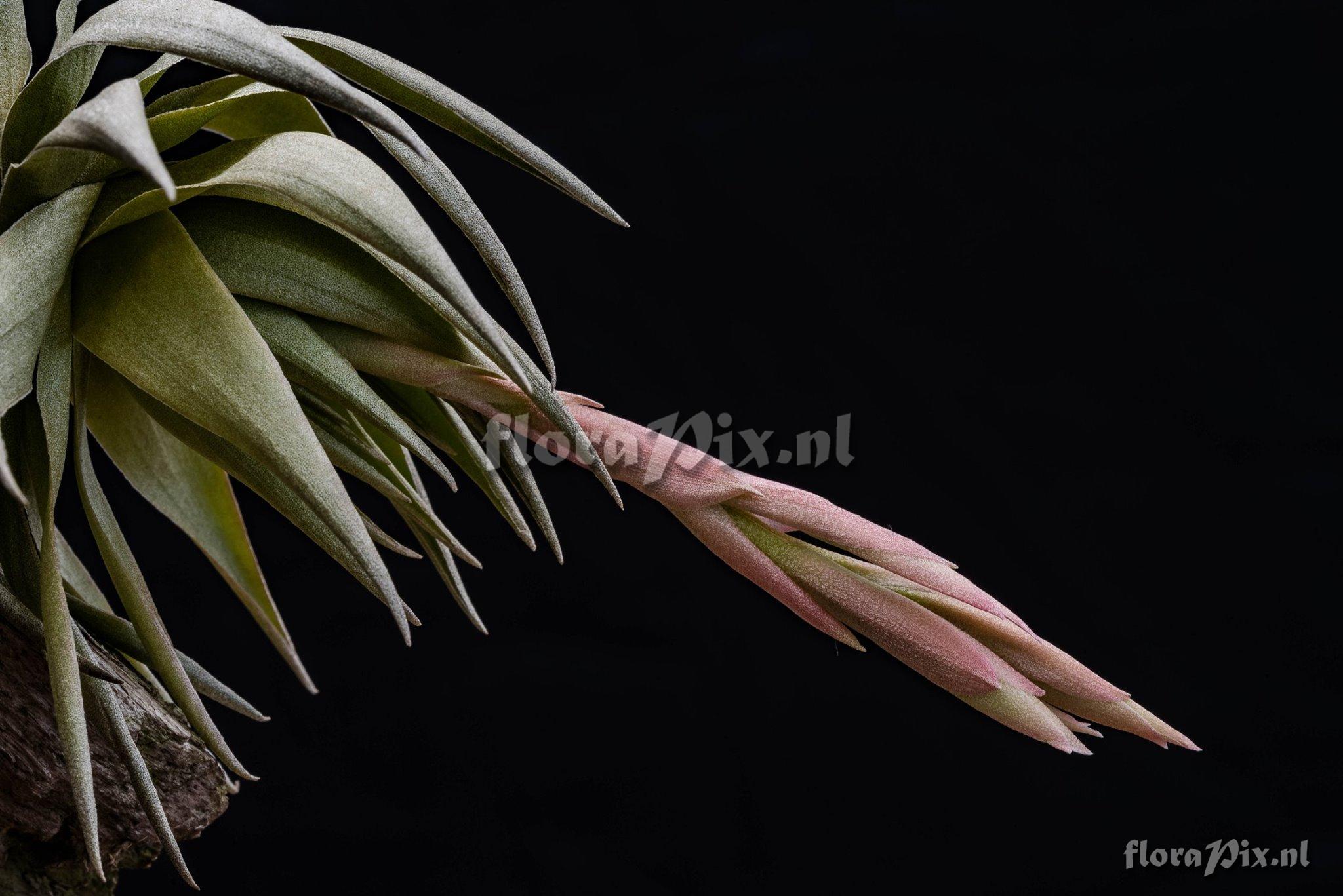 Tillandsia grazielae