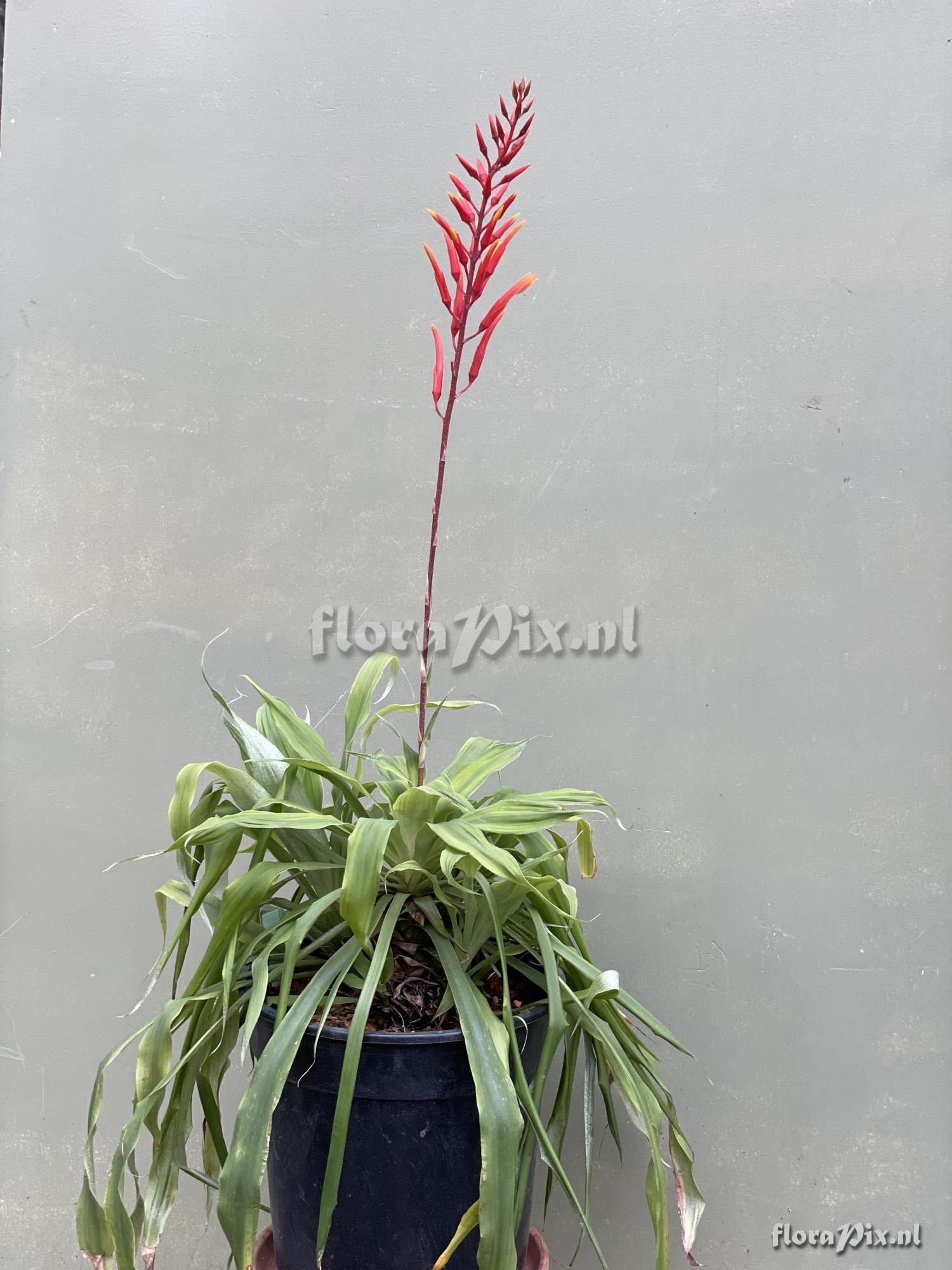 Pitcairnia orchidifolia