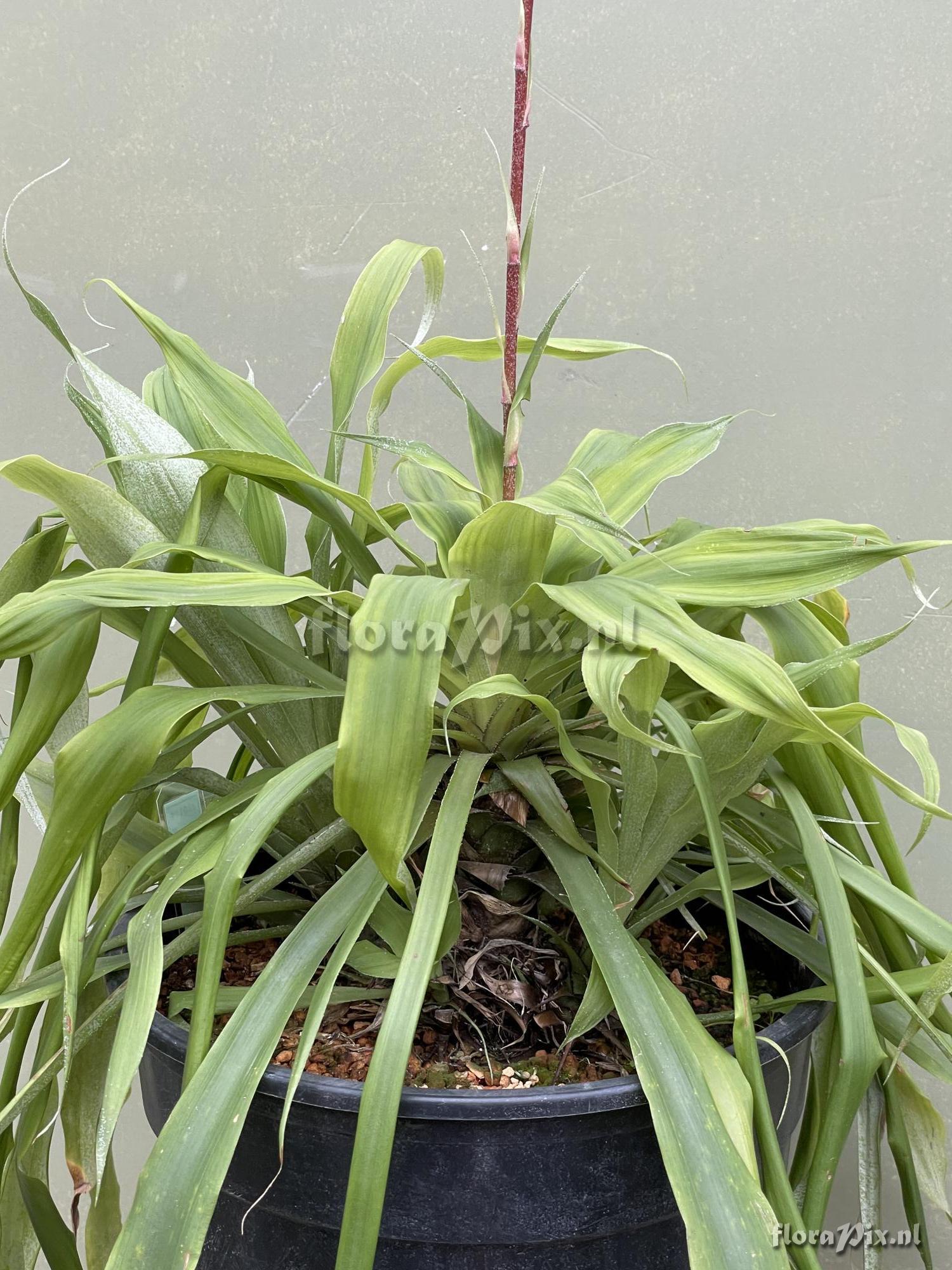 Pitcairnia orchidifolia