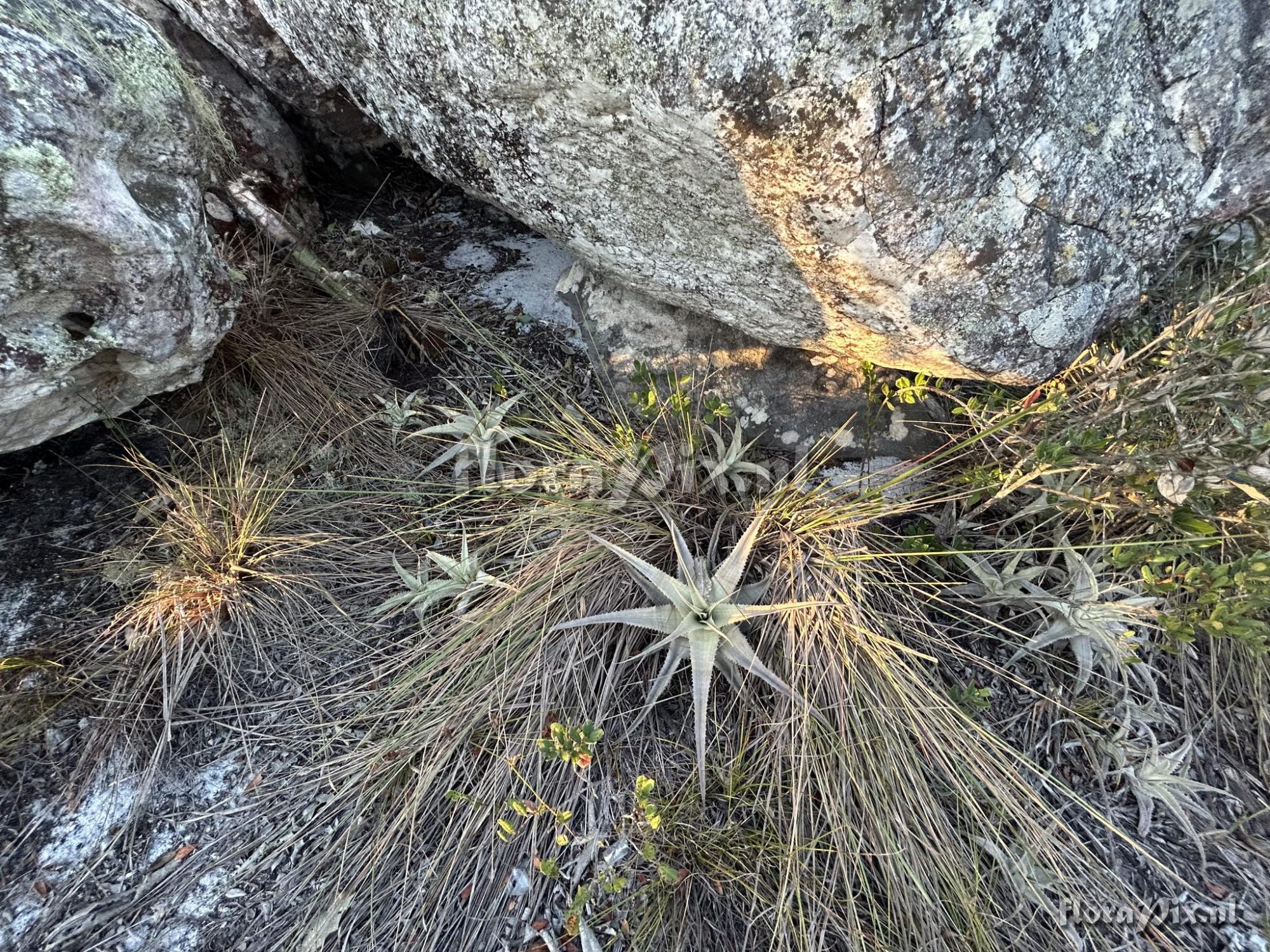 Orthophytum cristaliense