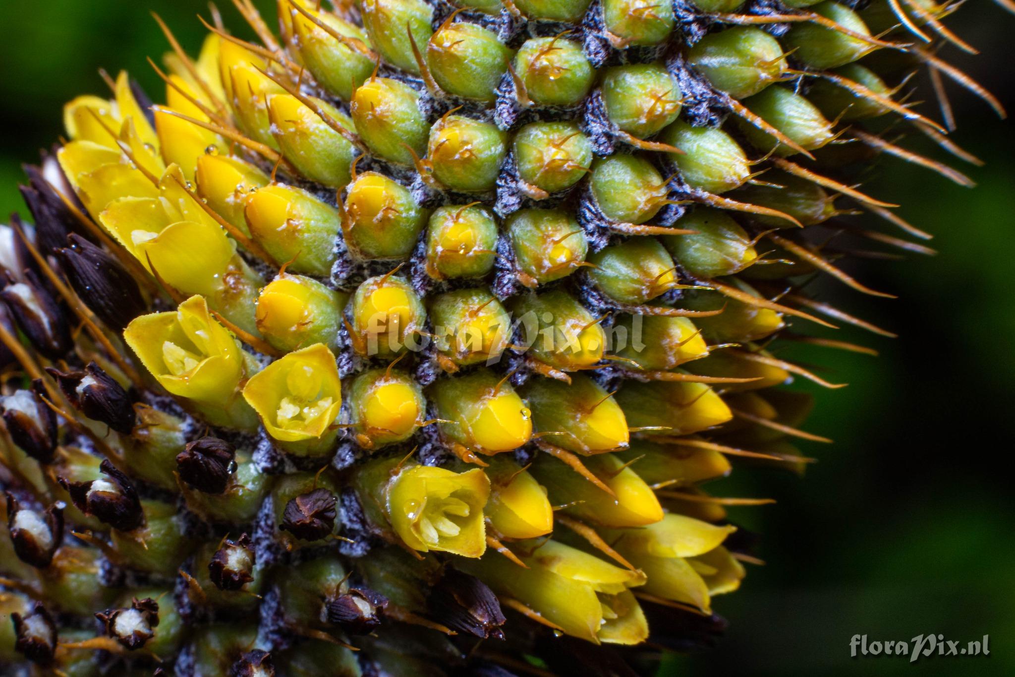 Aechmea pineliana