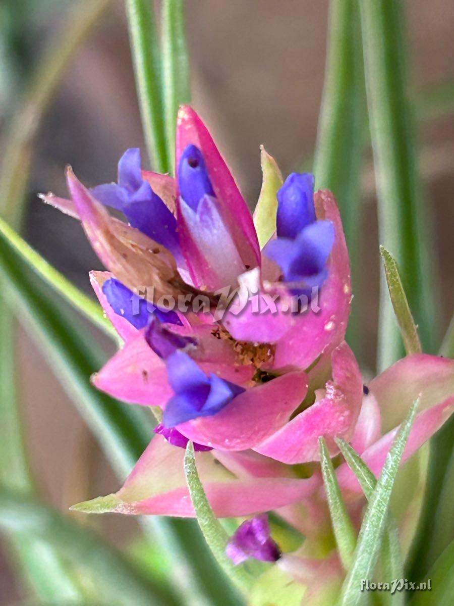 Tillandsia stricta