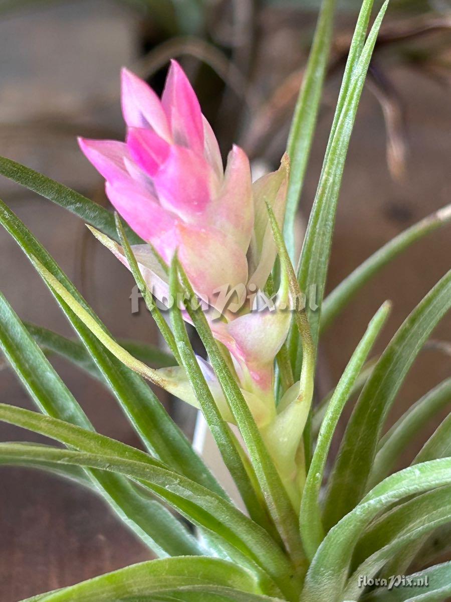 Tillandsia stricta