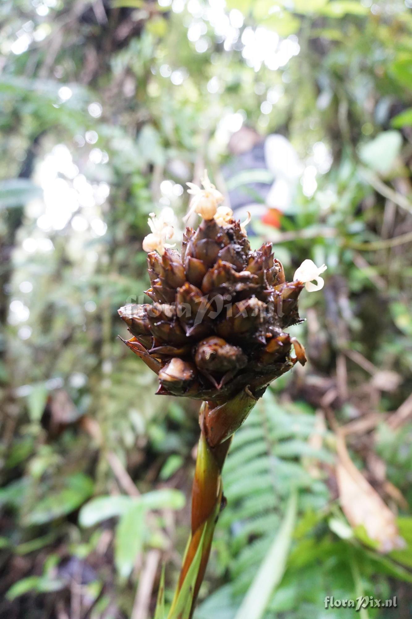 Guzmania cf. inkaterrae