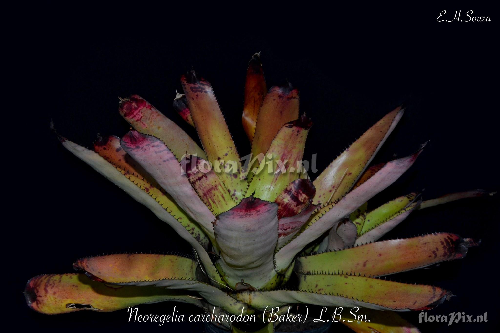 Neoregelia carcharodon