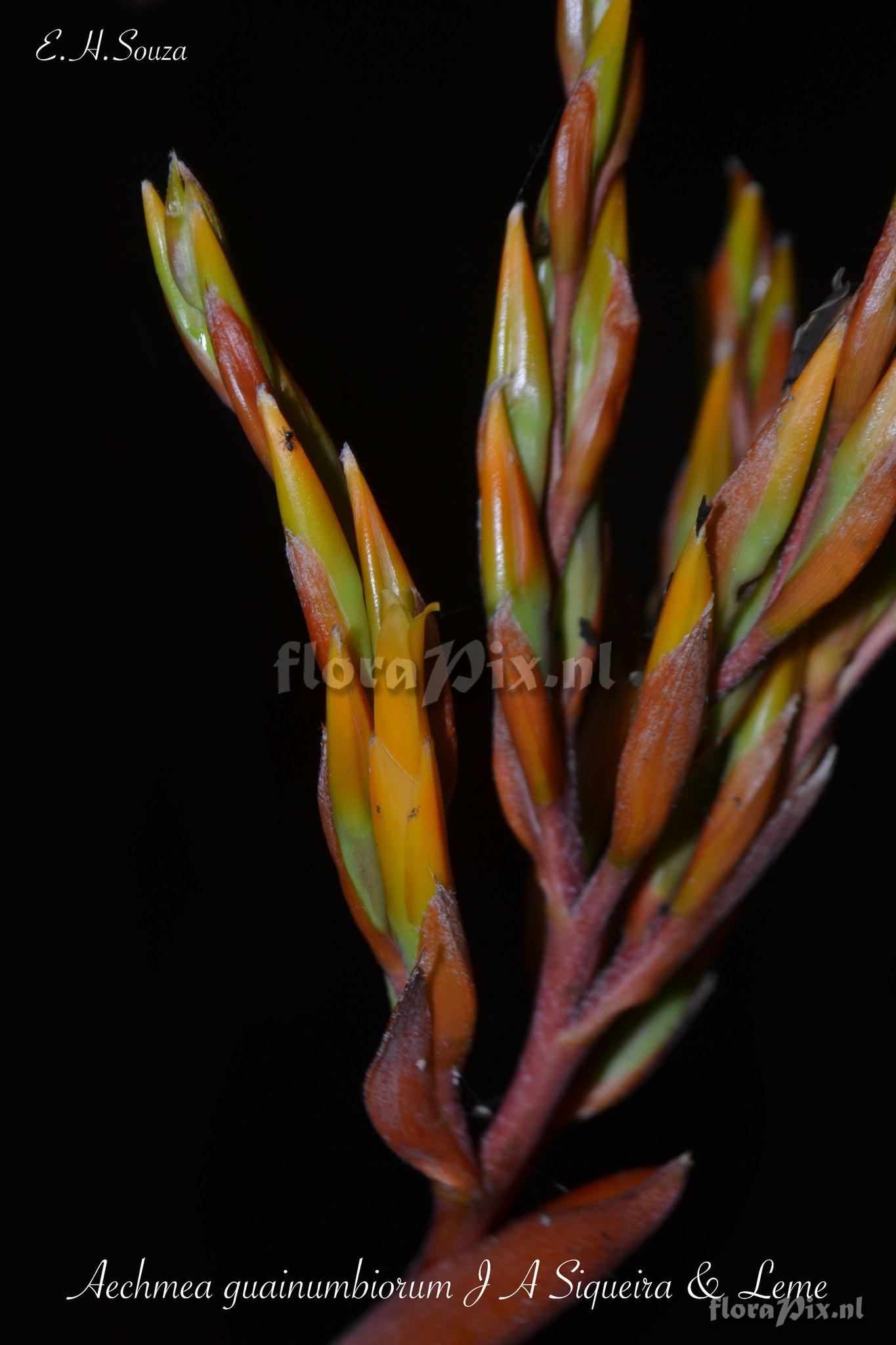 Aechmea guainumbiorum