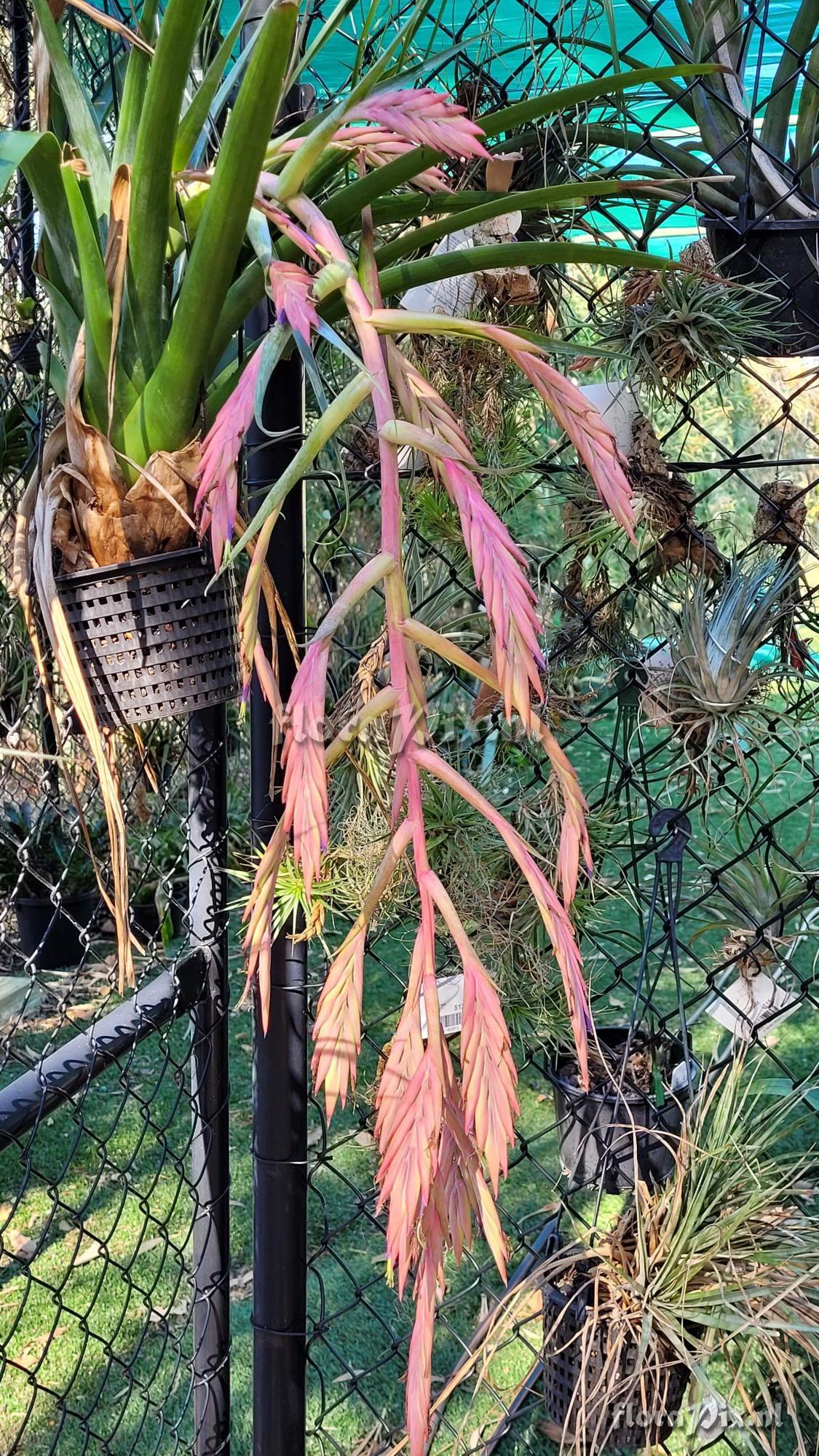 Tillandsia zaragozaensis