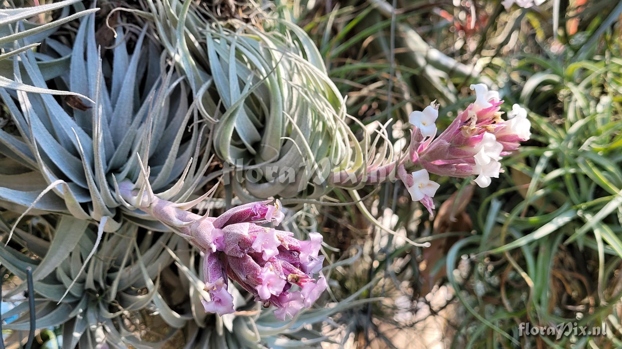 Tillandsia gardneri var. rupicola