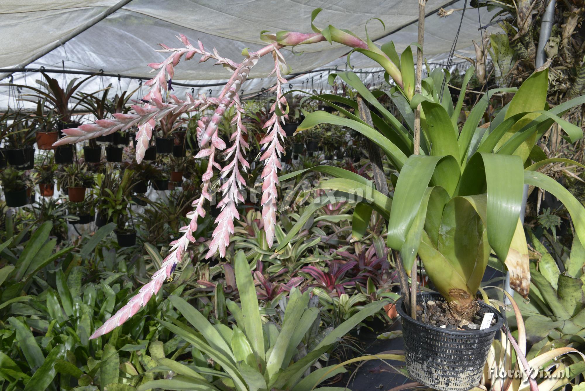 Tillandsia trauneri