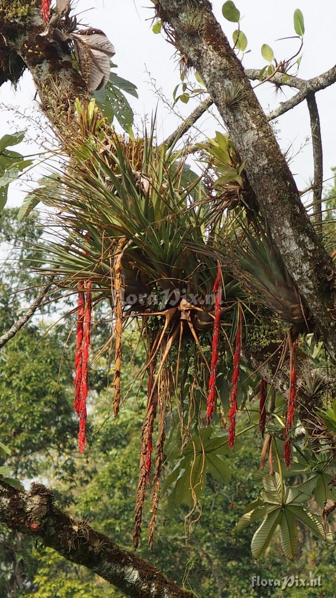 Tillandsia tequendamae