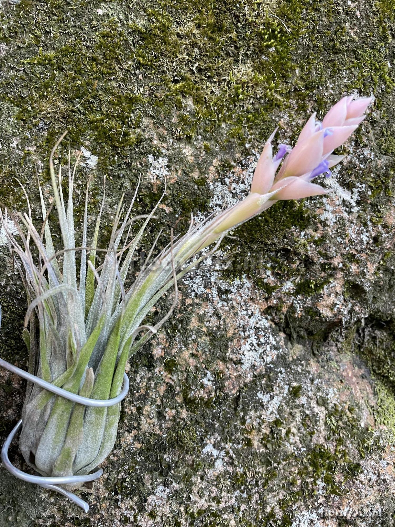 Tillandsia stricta subsp. piniformis