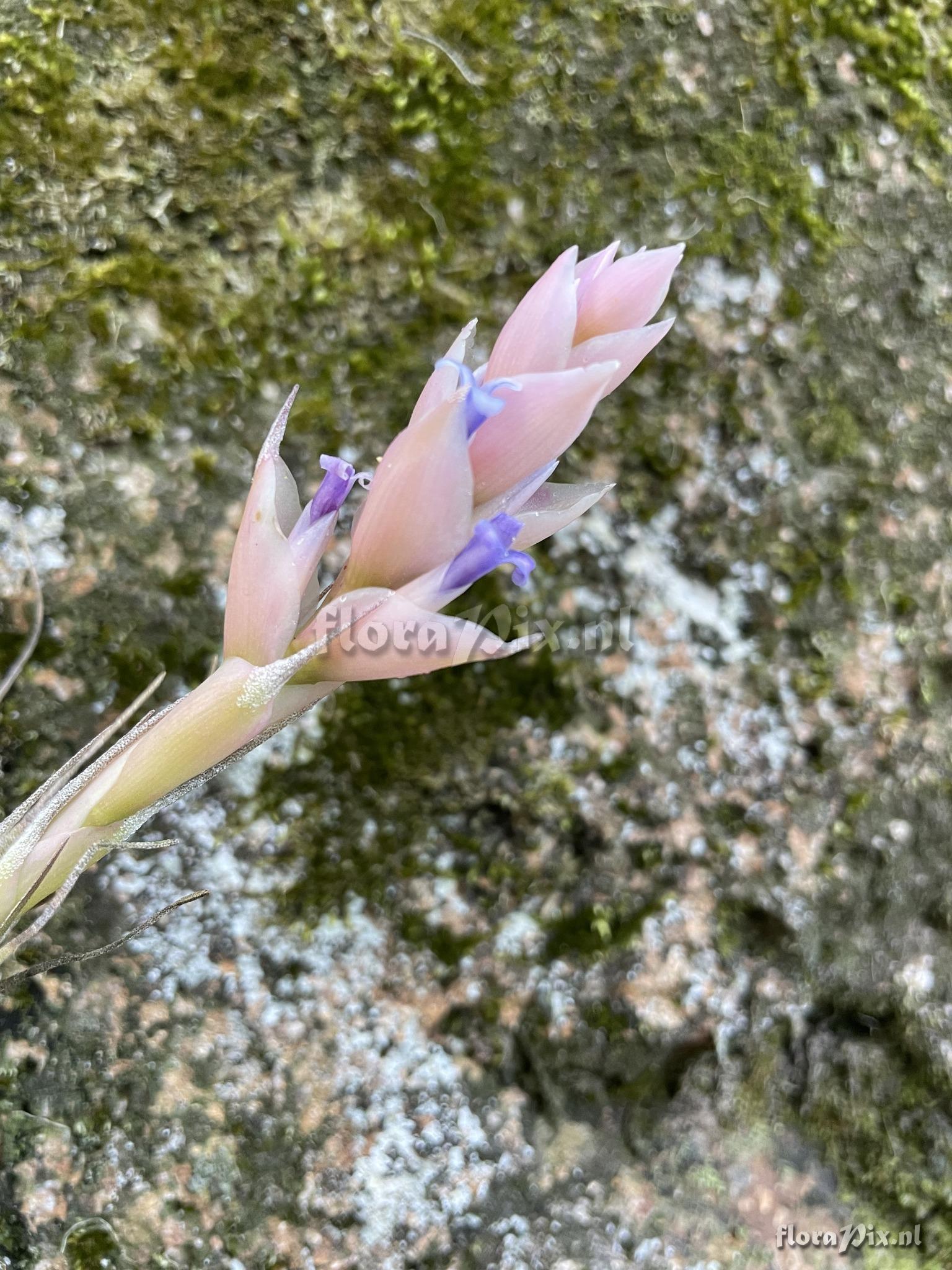 Tillandsia stricta subsp. piniformis