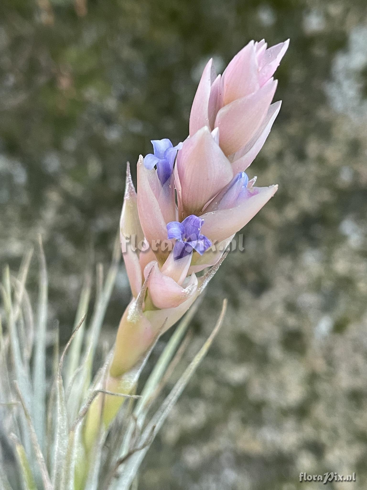 Tillandsia stricta subsp. piniformis