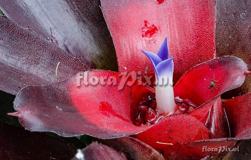 Neoregelia camorimiana