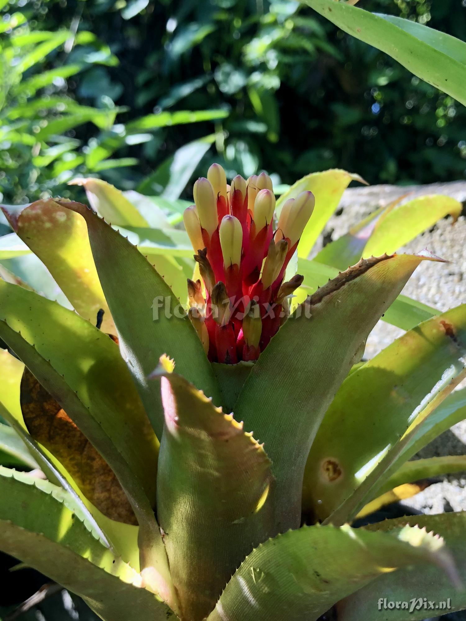 Aechmea pimentivelosoi var. glabra