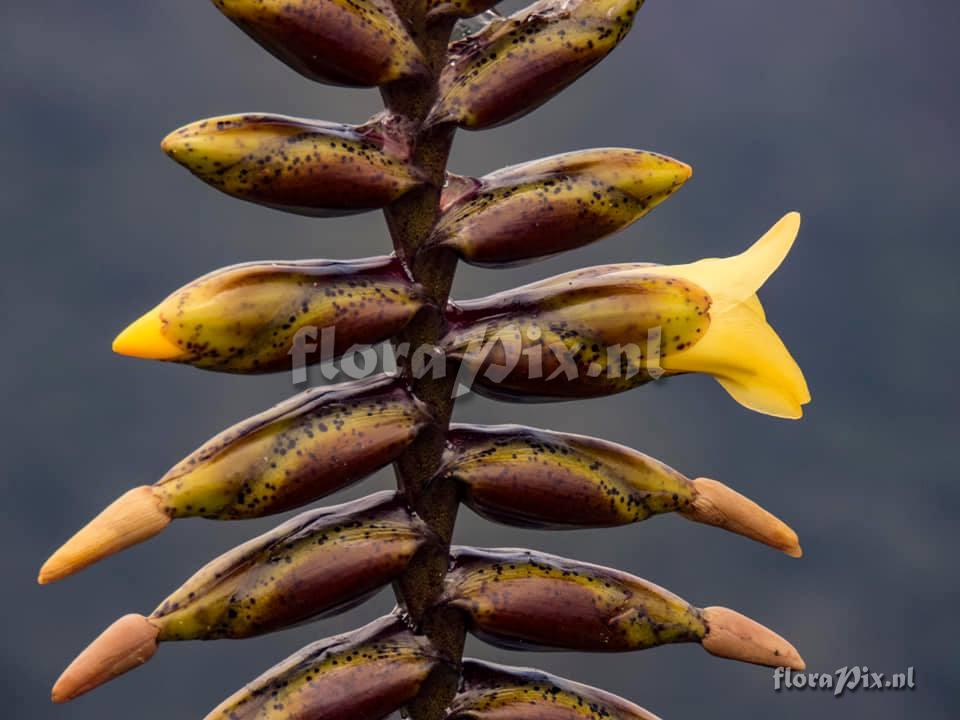 Vriesea pseudoatra