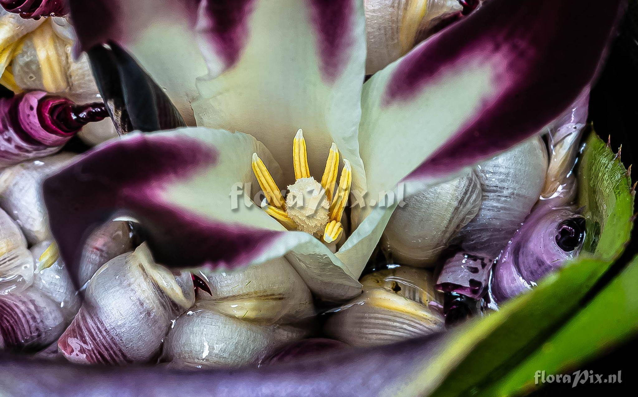 Neoregelia tenebrosa