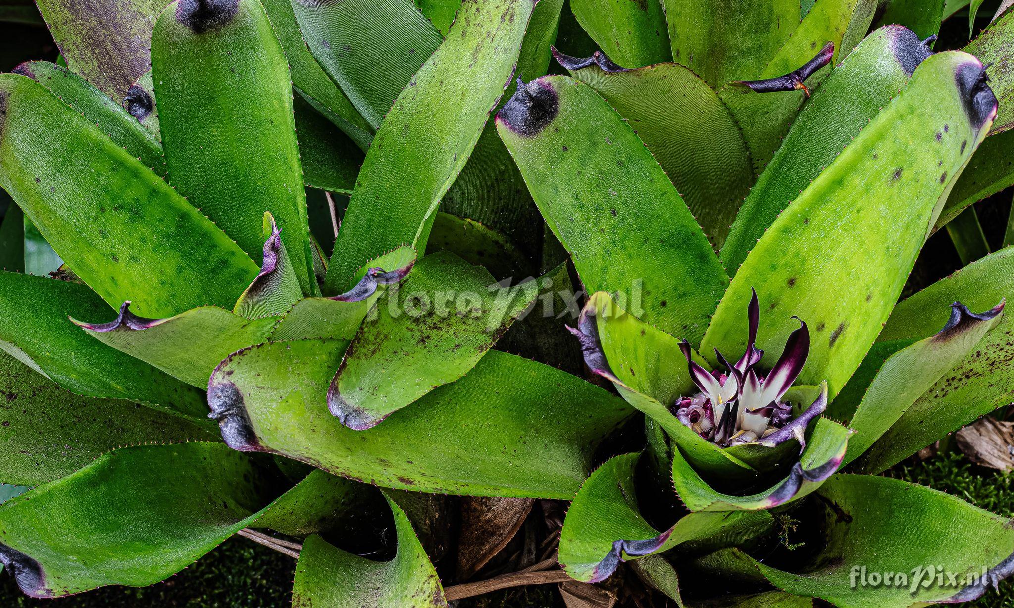 Neoregelia tenebrosa