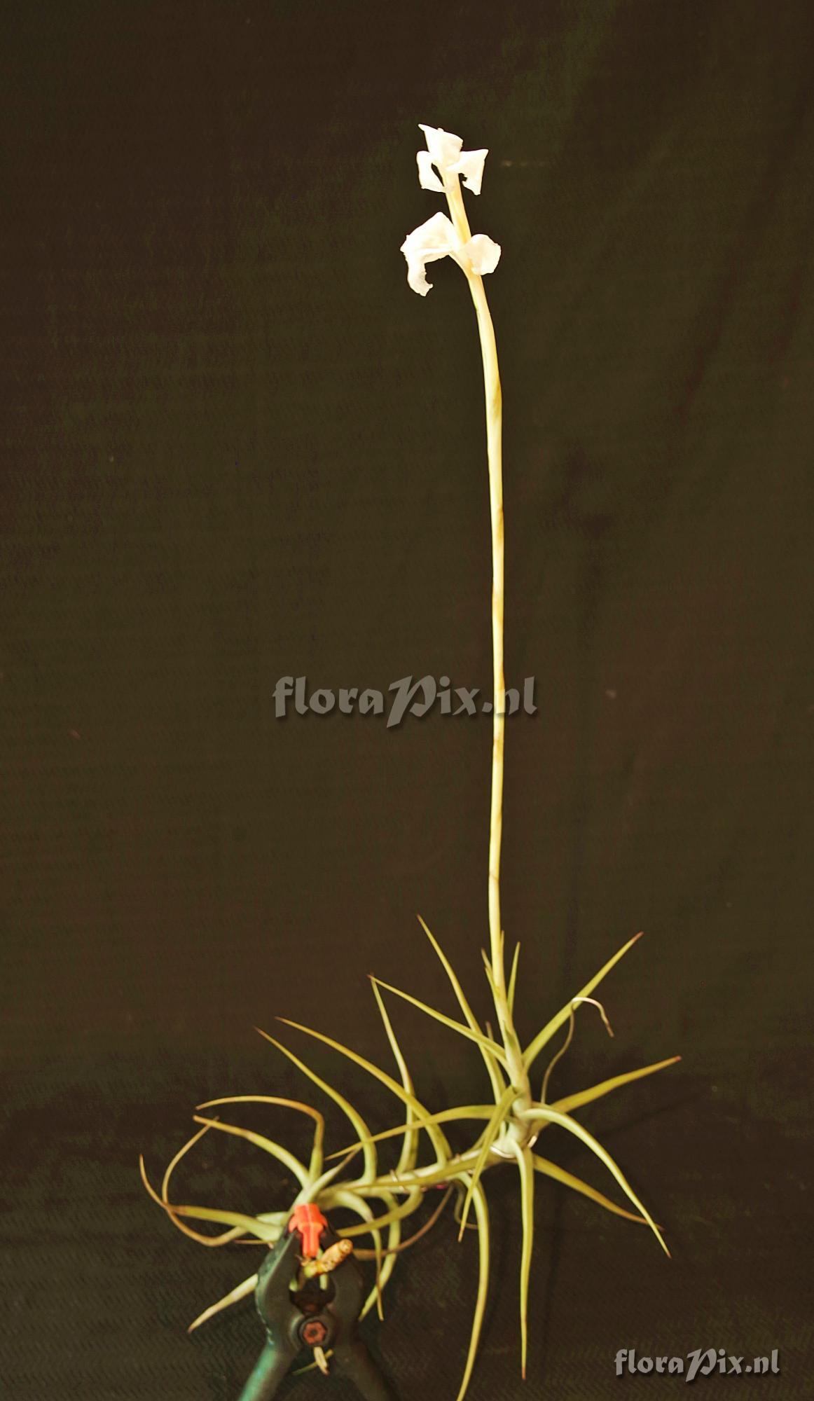 Tillandsia mereliana