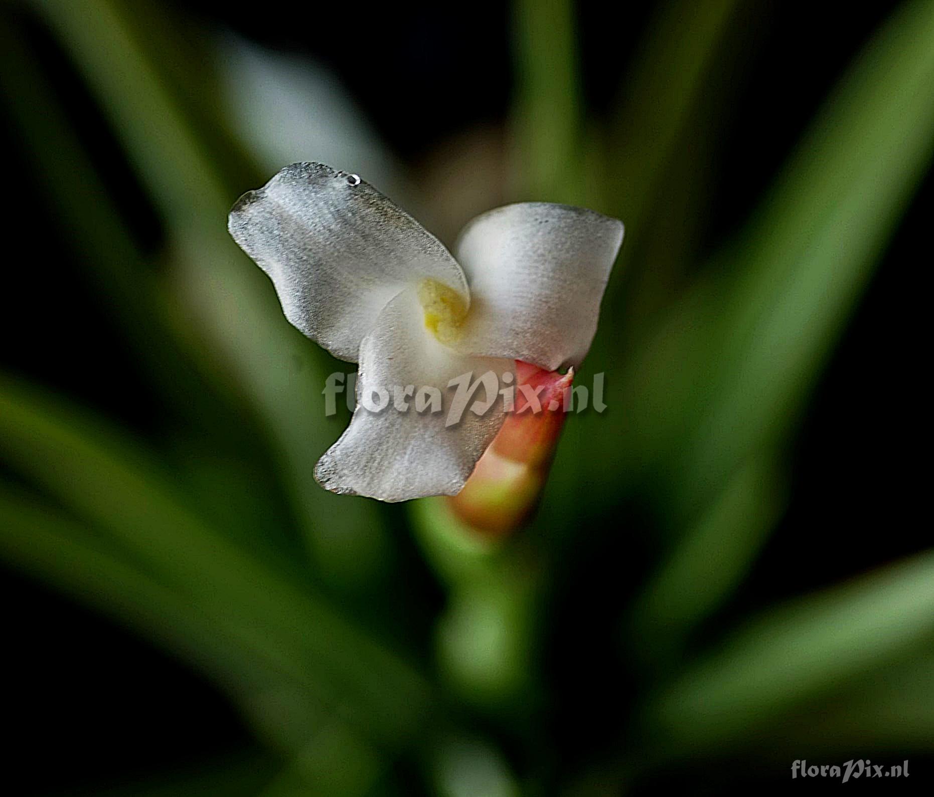 Tillandsia bermejoensis