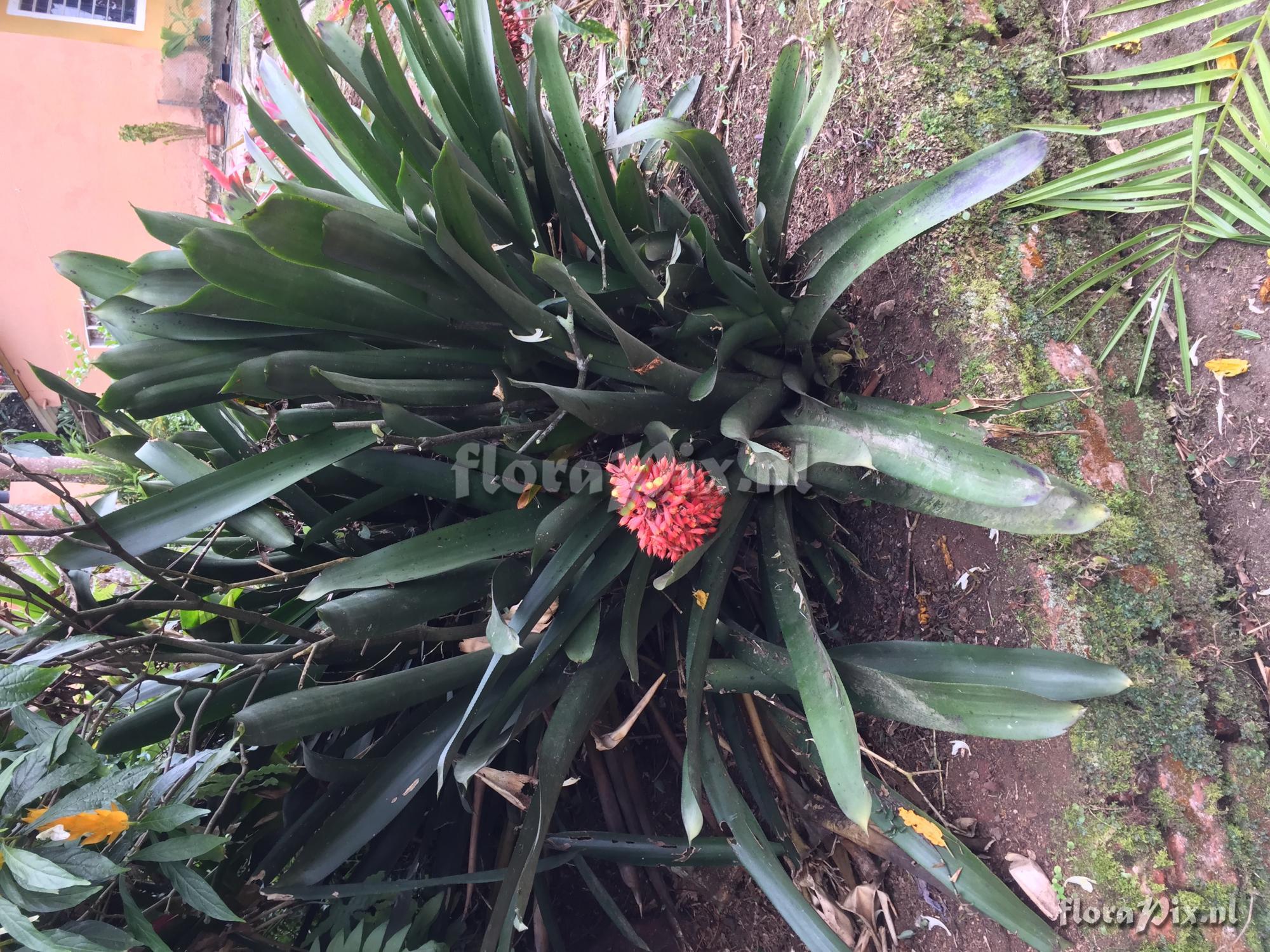 Aechmea caudata