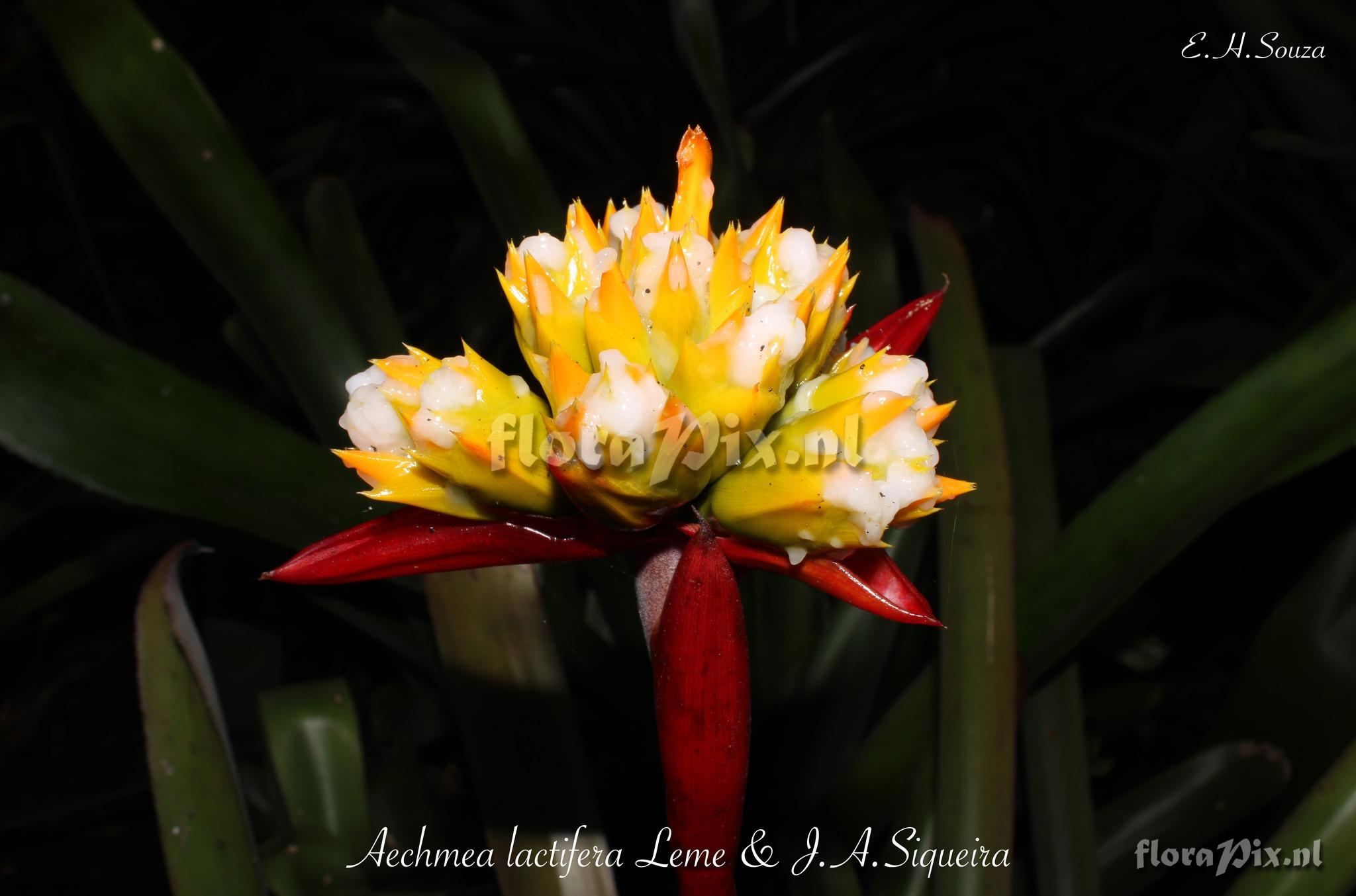 Aechmea lactifera