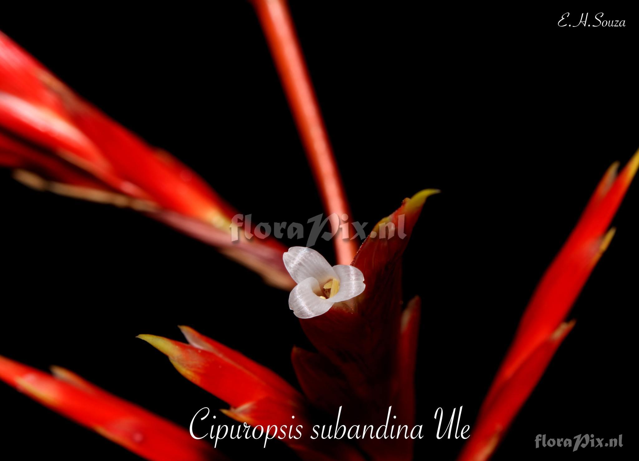 Cipuropsis subandina