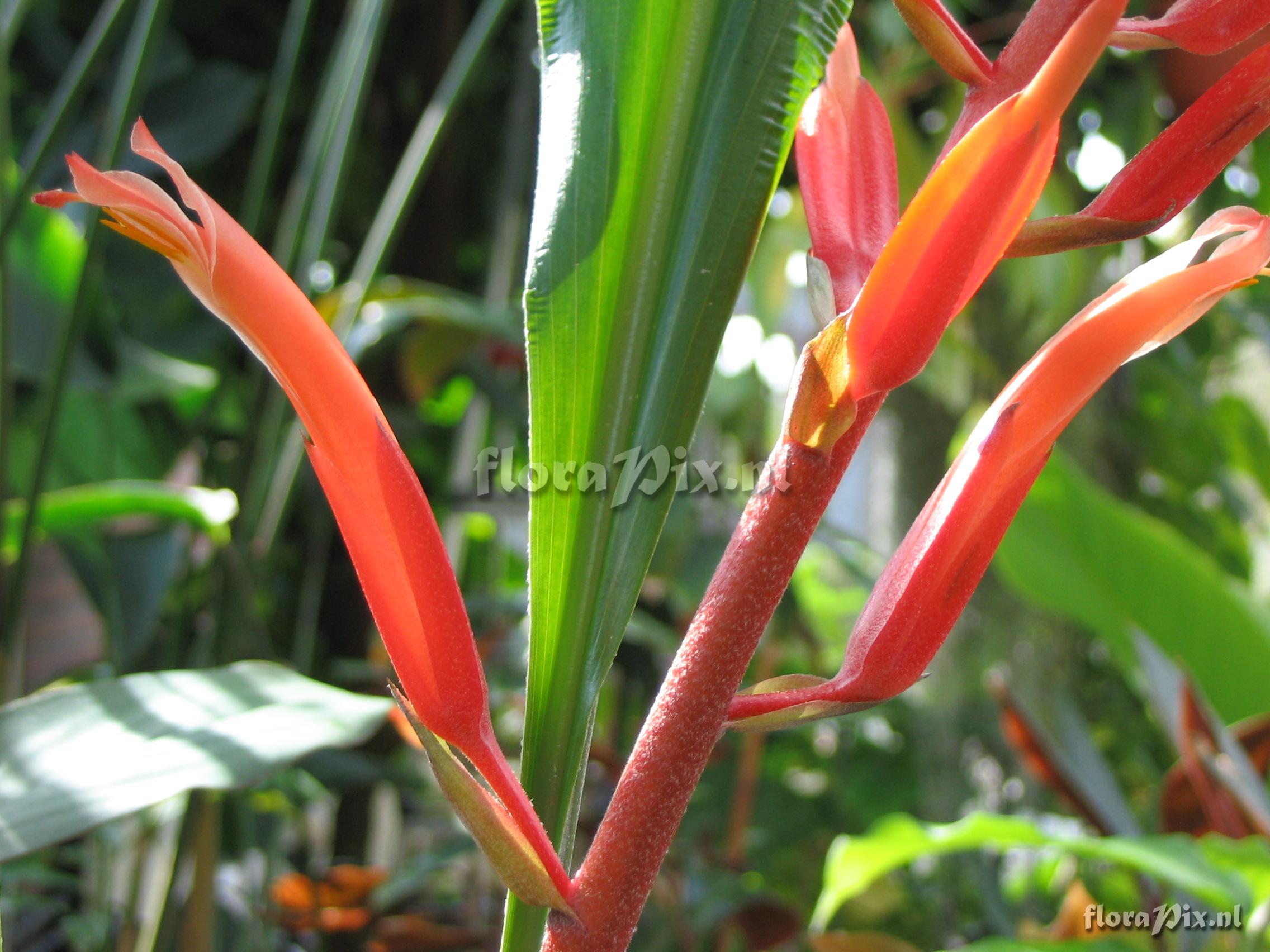 Pitcairnia undulata