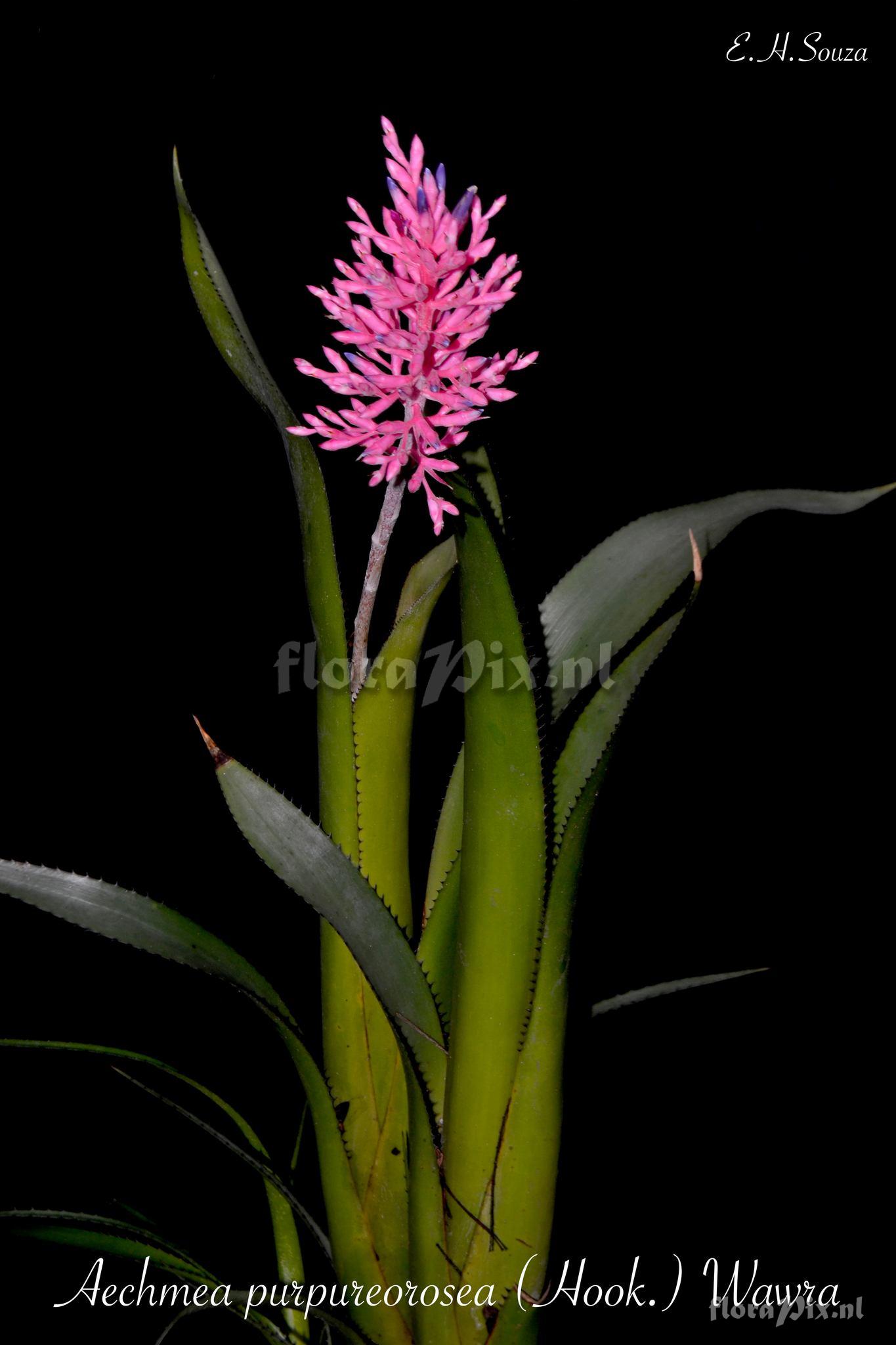 Aechmea purpureorosea