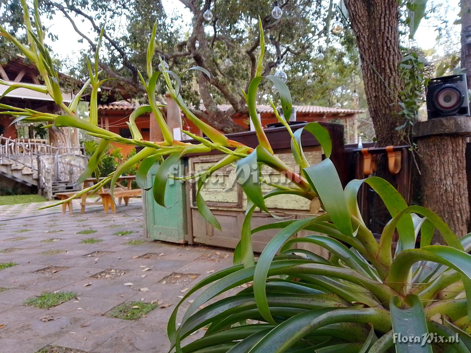 Tillandsia guatemalensis (=T.cyanea)