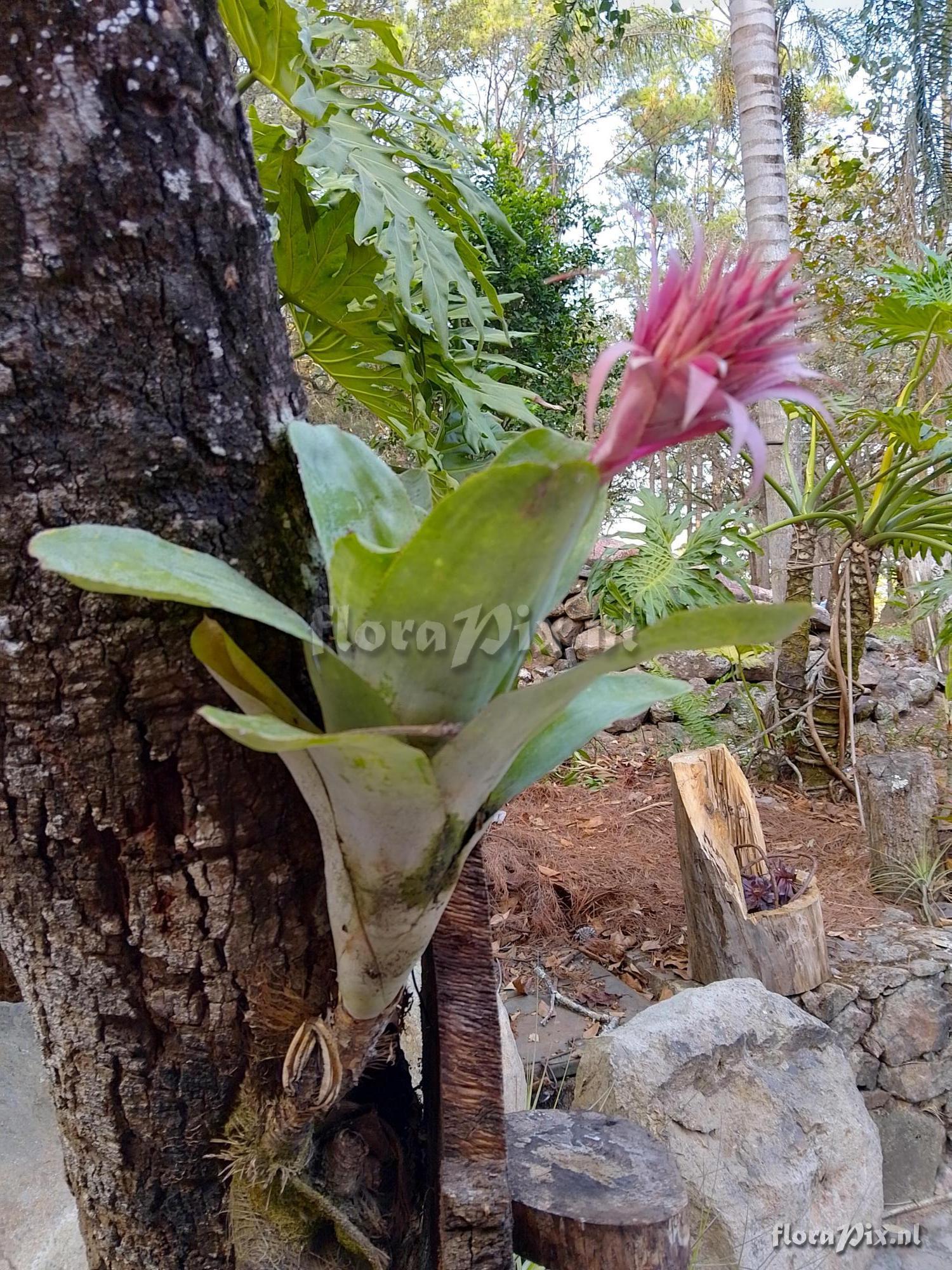 Aechmea fasciata