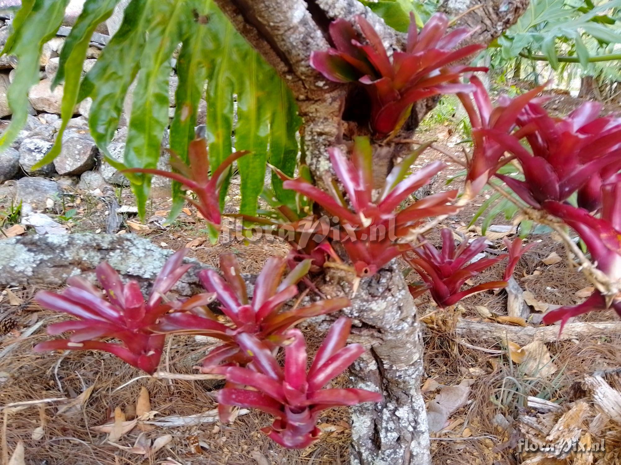 Neoregelia FIRE BALL