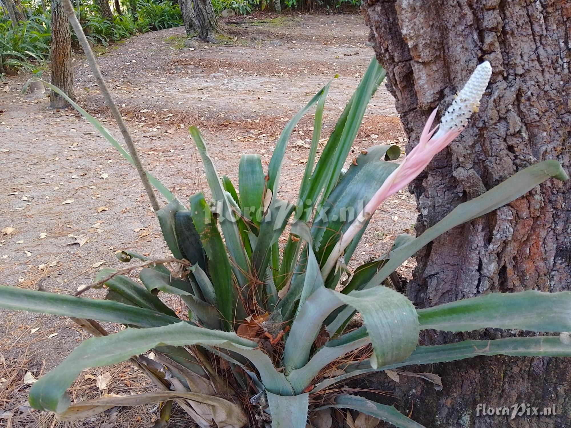 Aechmea bromeliifolia